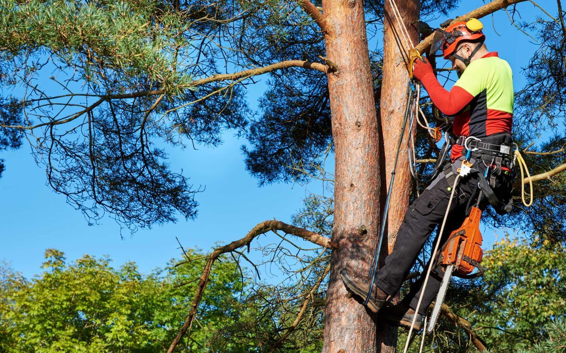 local arborist assessing a tree using a harness