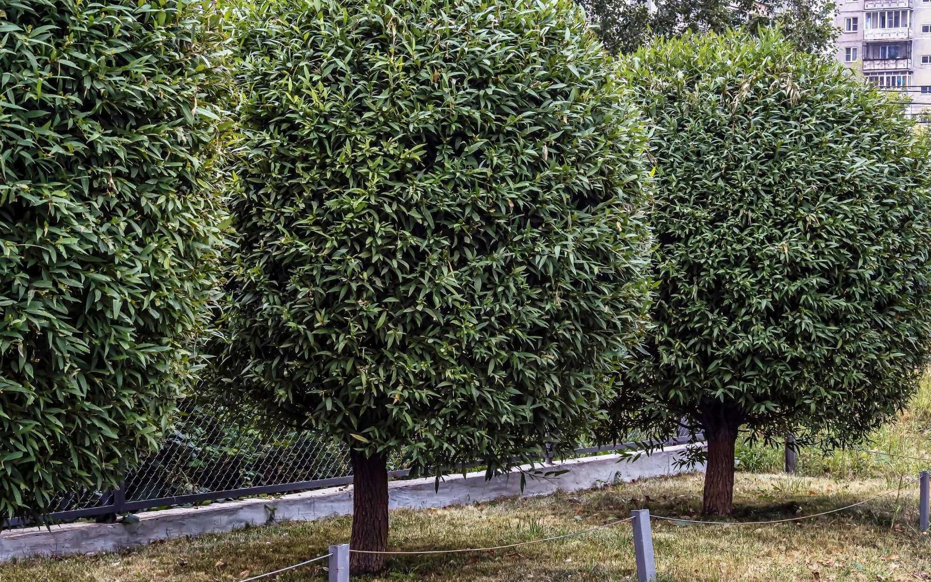 backyard trees after being pruned