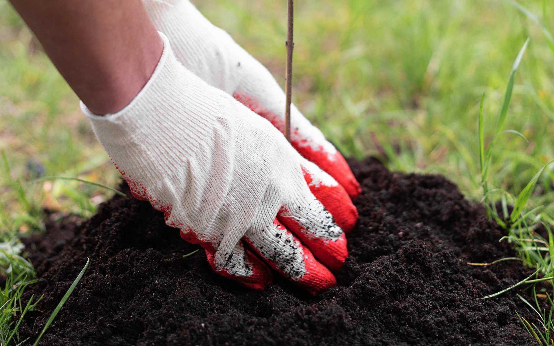 firming the soil after planting the tree