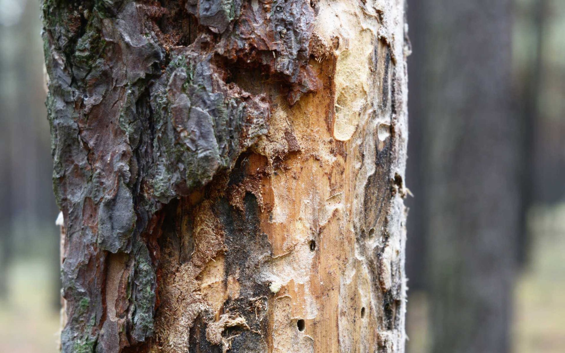 bark beetle infested tree