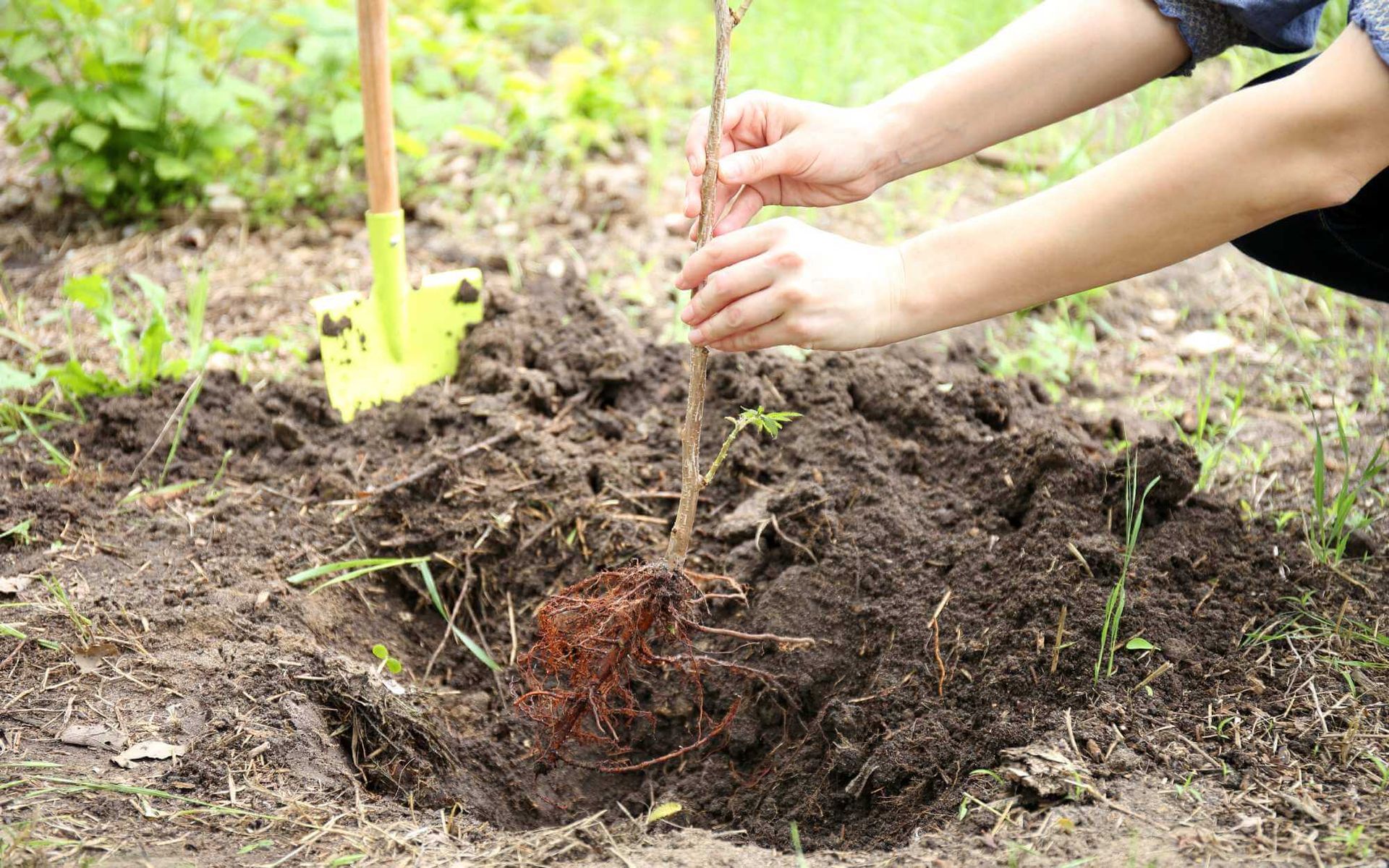 the tree species and its planting spot