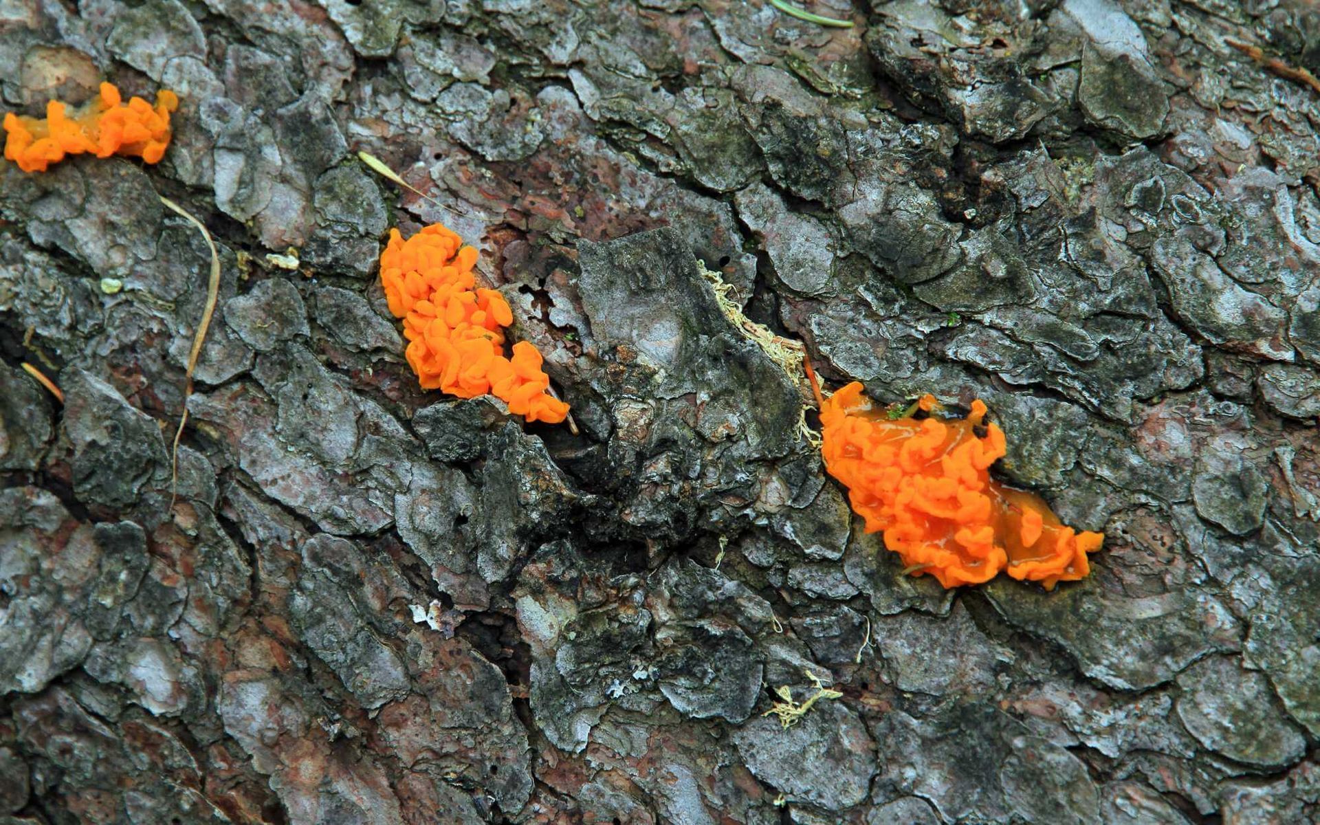 deciduous tree fusiform rust 