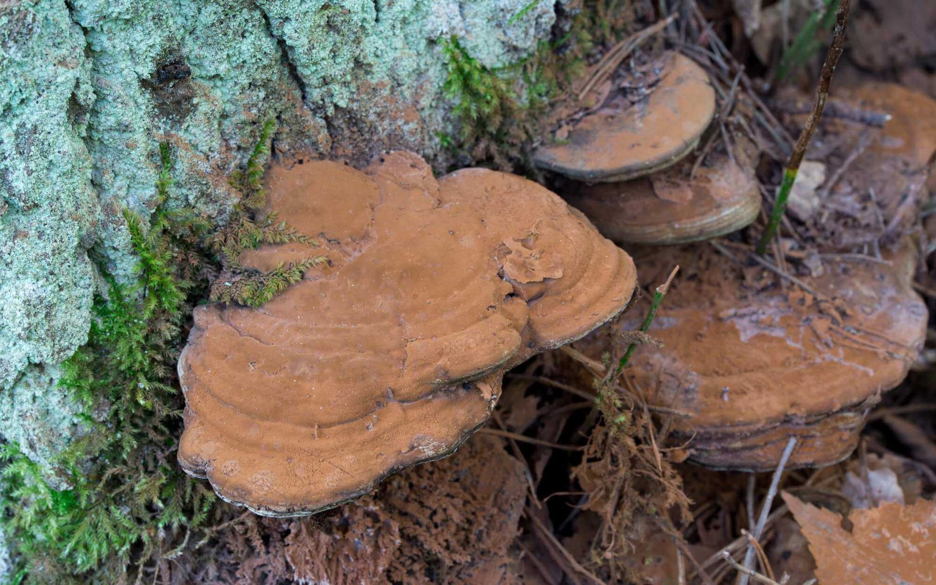 Ganoderma butt rot caused by the fungus Ganoderma zonatum