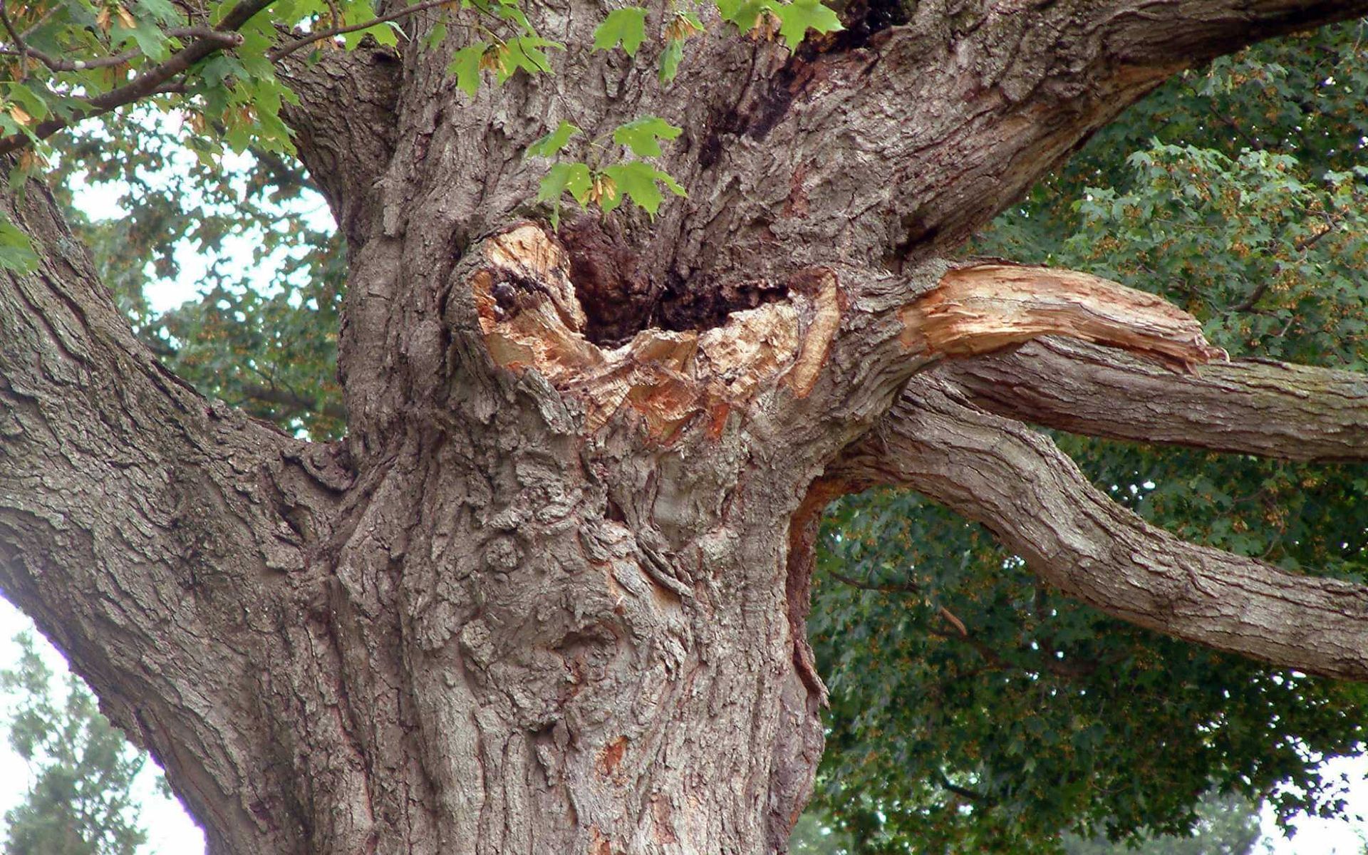 A Field Guide To Identifying Common Tree Diseases