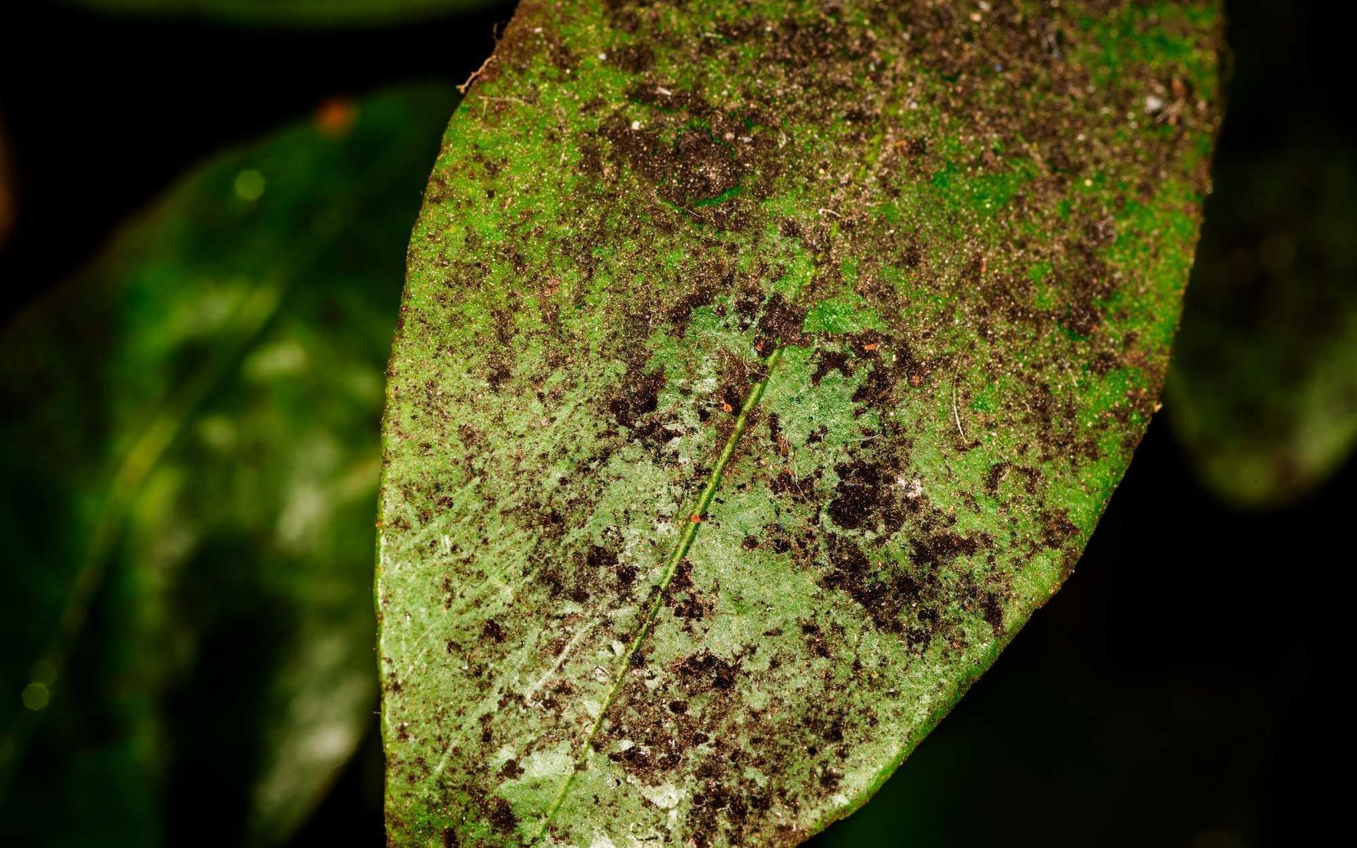 fungi feeding on the honeydew secretions left on the surface of the leaf