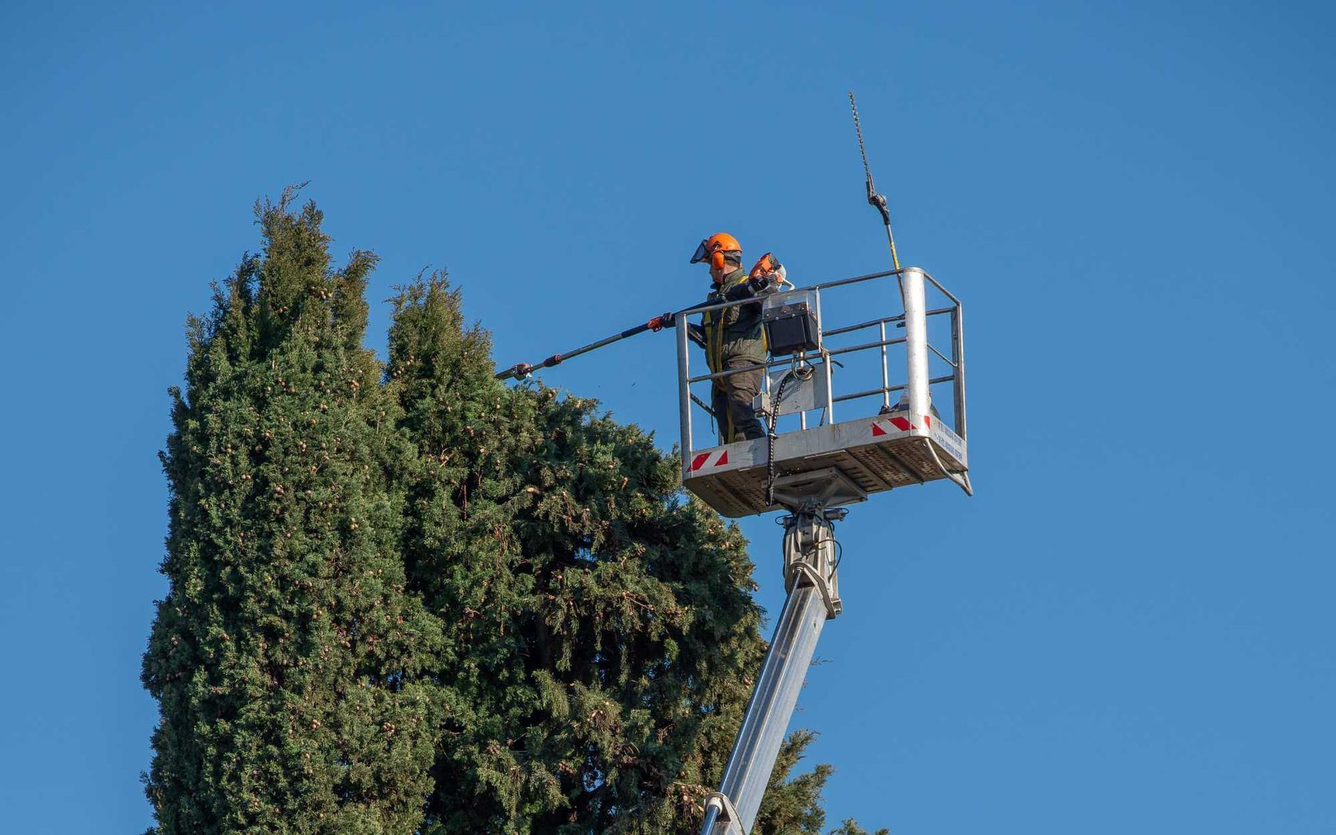 tree thinning in Boca Raton