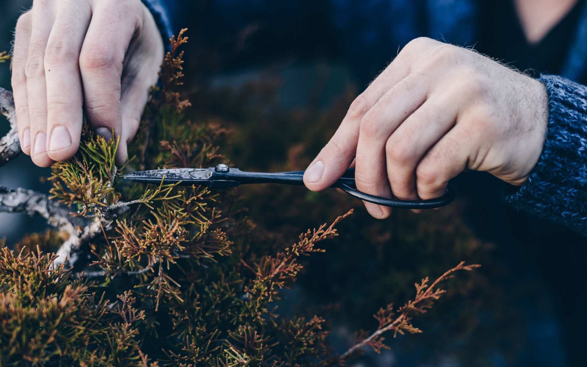 Sculpting Nature: The Art of Pruning for Tree Aesthetics