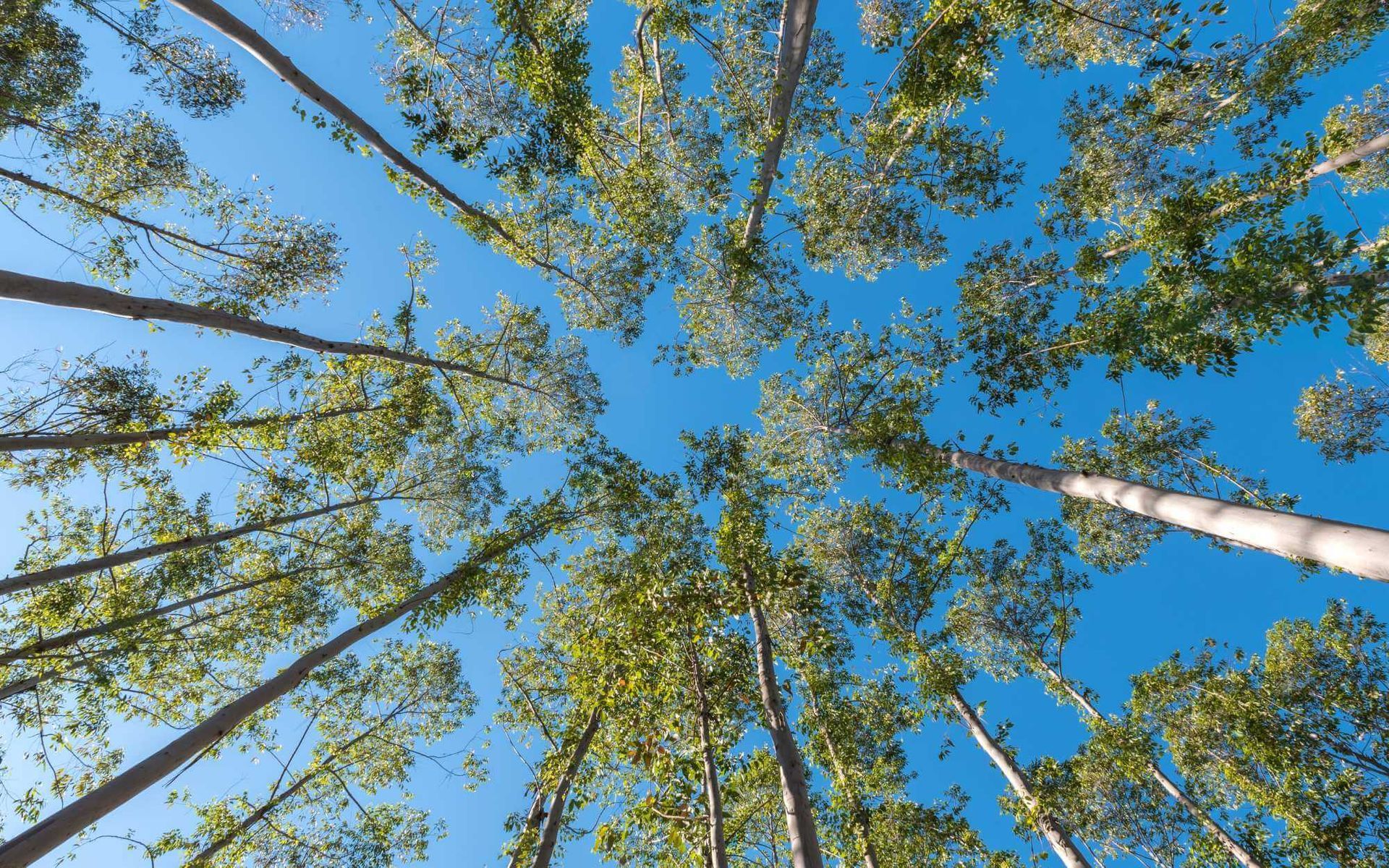 Sculpting Nature: Exploring the Art of Tree Crown Thinning