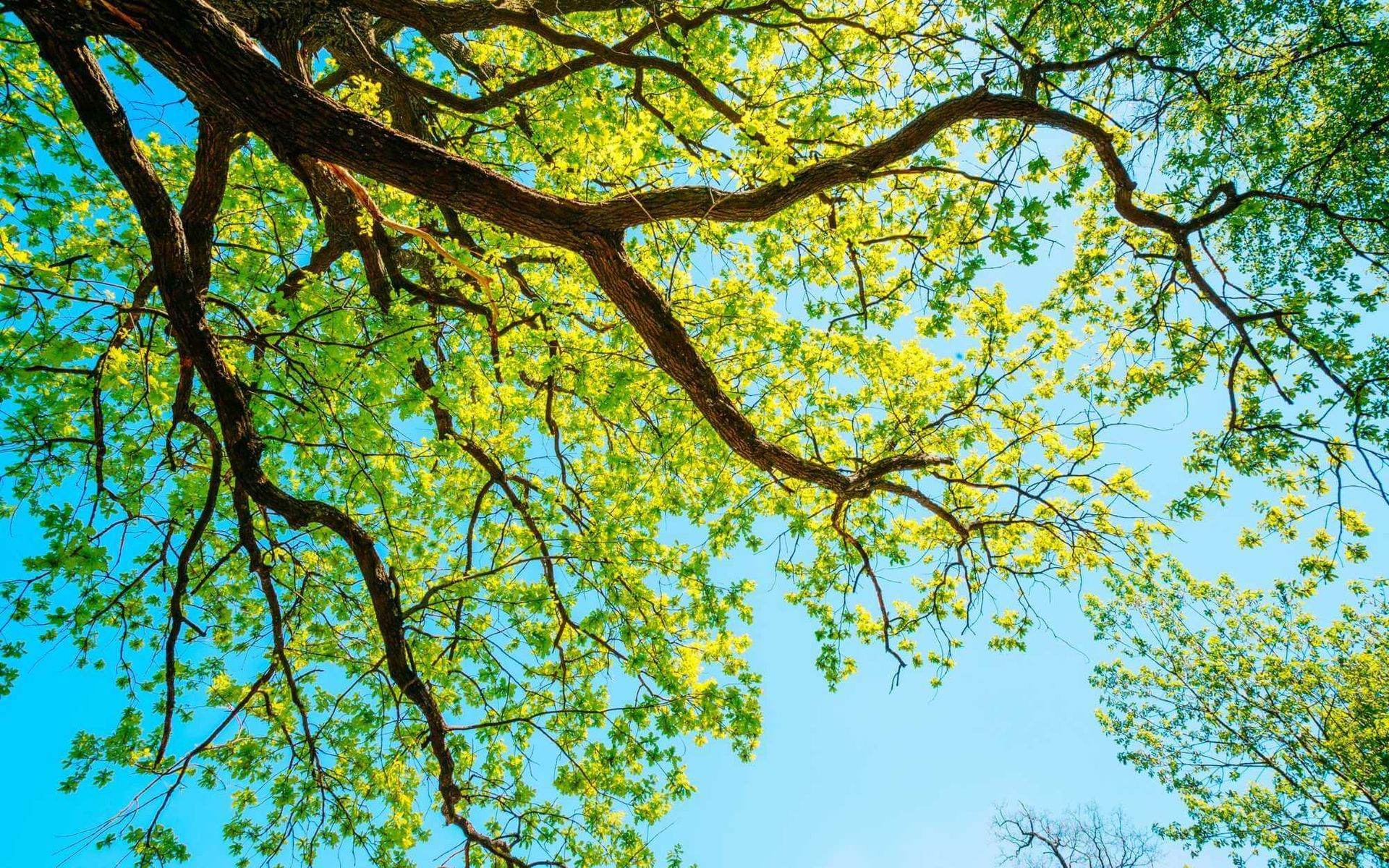 enhancing the tree's wind resistance through canopy raising