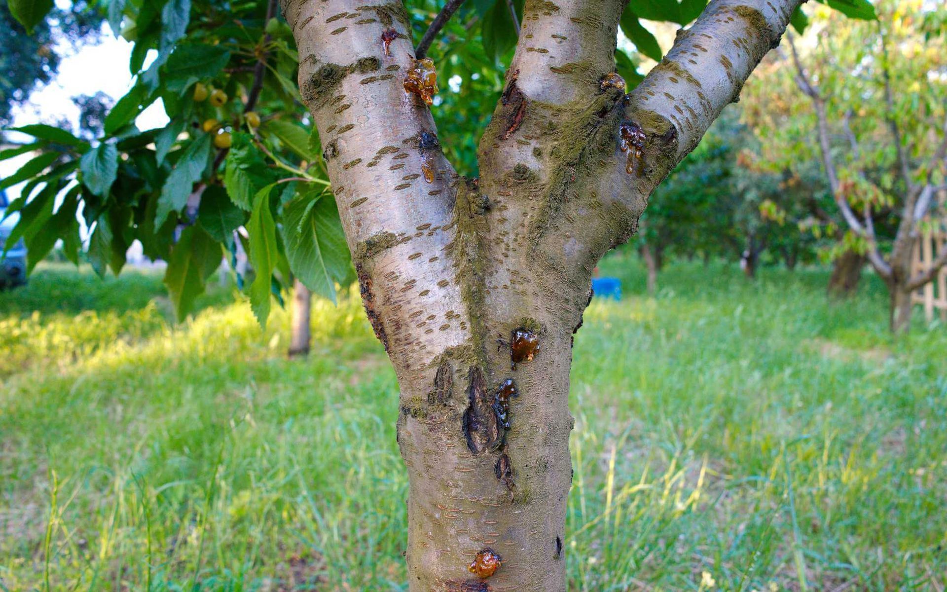 a diseased cherry tree