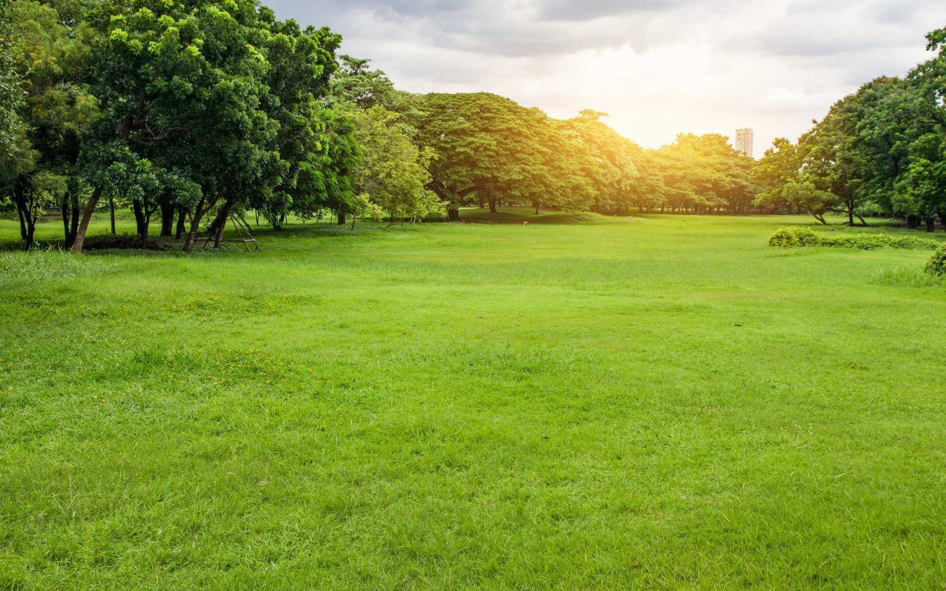 a well-maintained urban forestry in South Florida