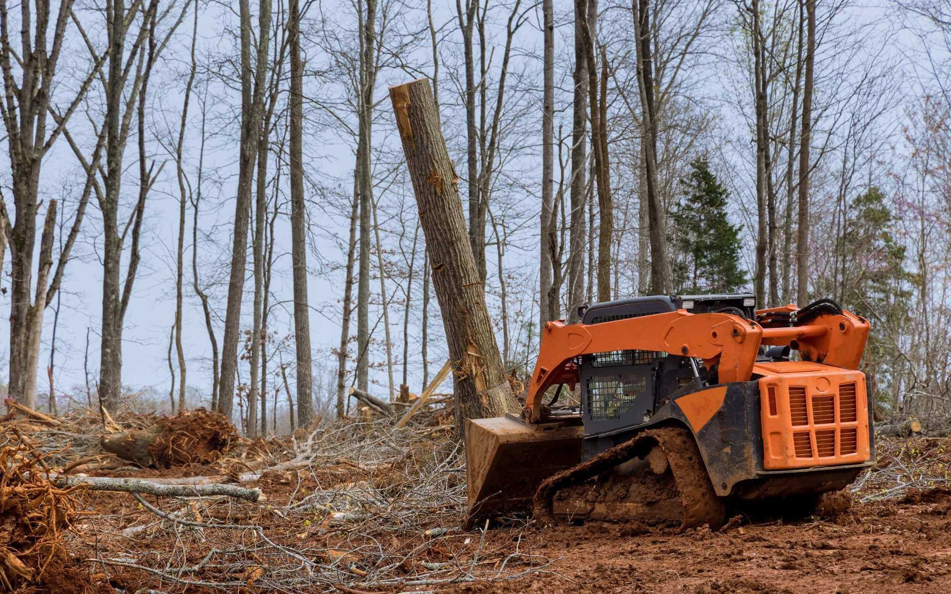 professional tree debris removal service