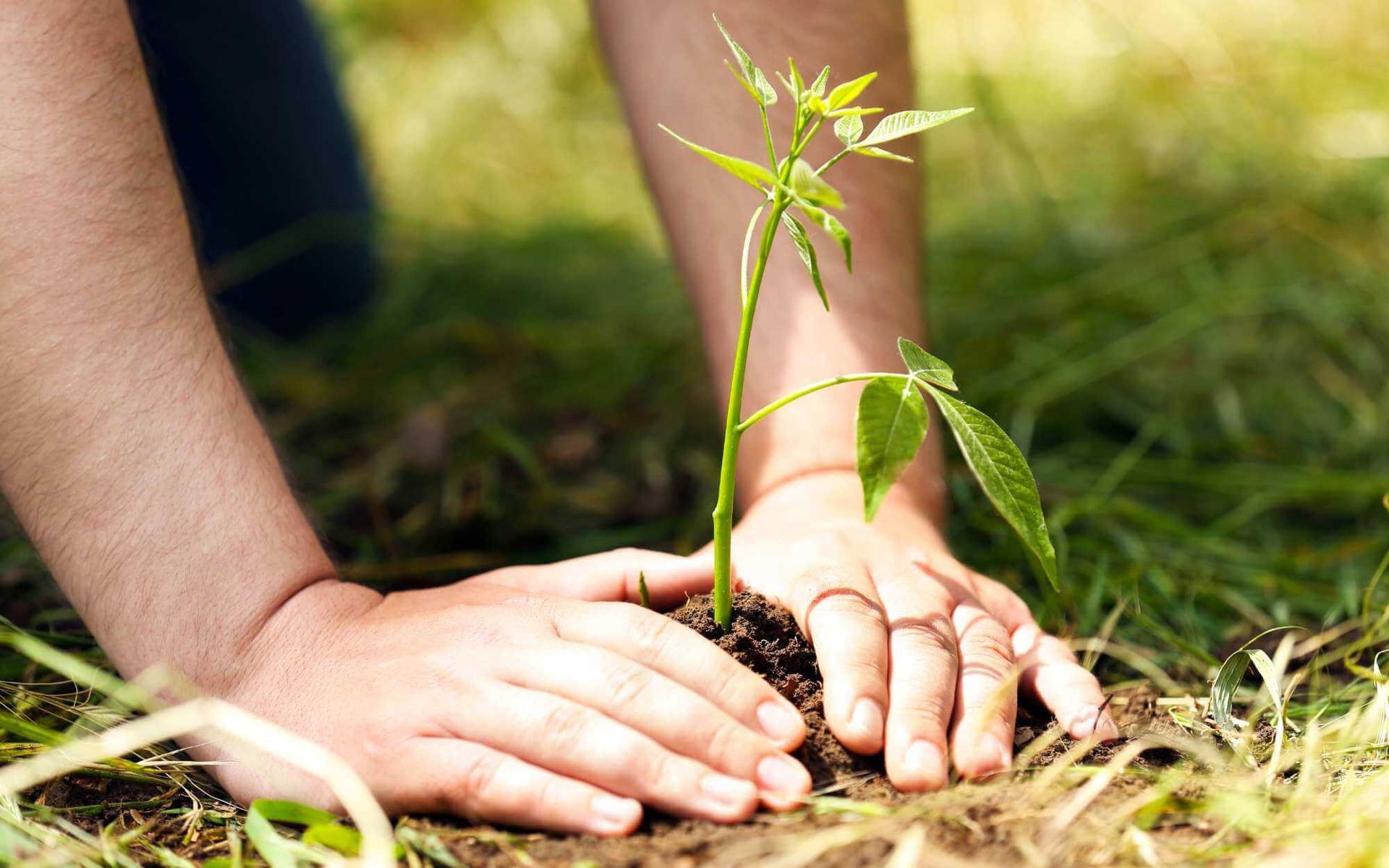 climate-specific tree planting in South Florida