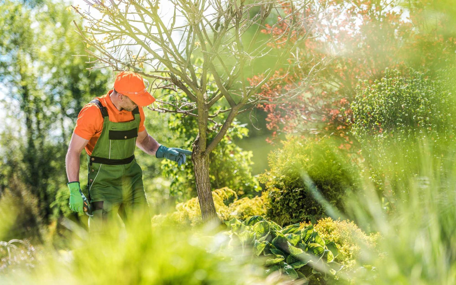 The Importance of Arborist Tree Risk Assessment Services