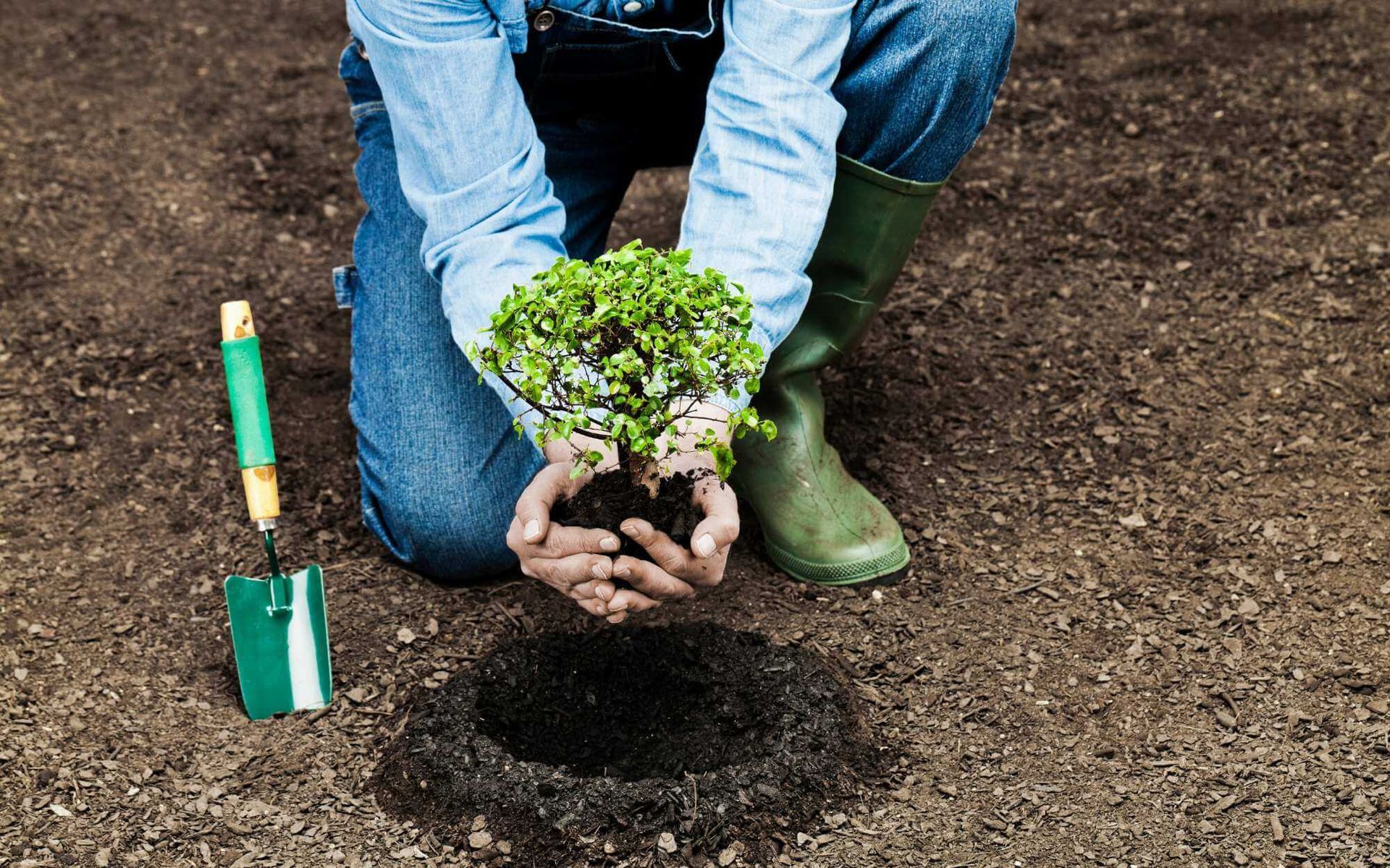 Tree Planting Depth and Spacing