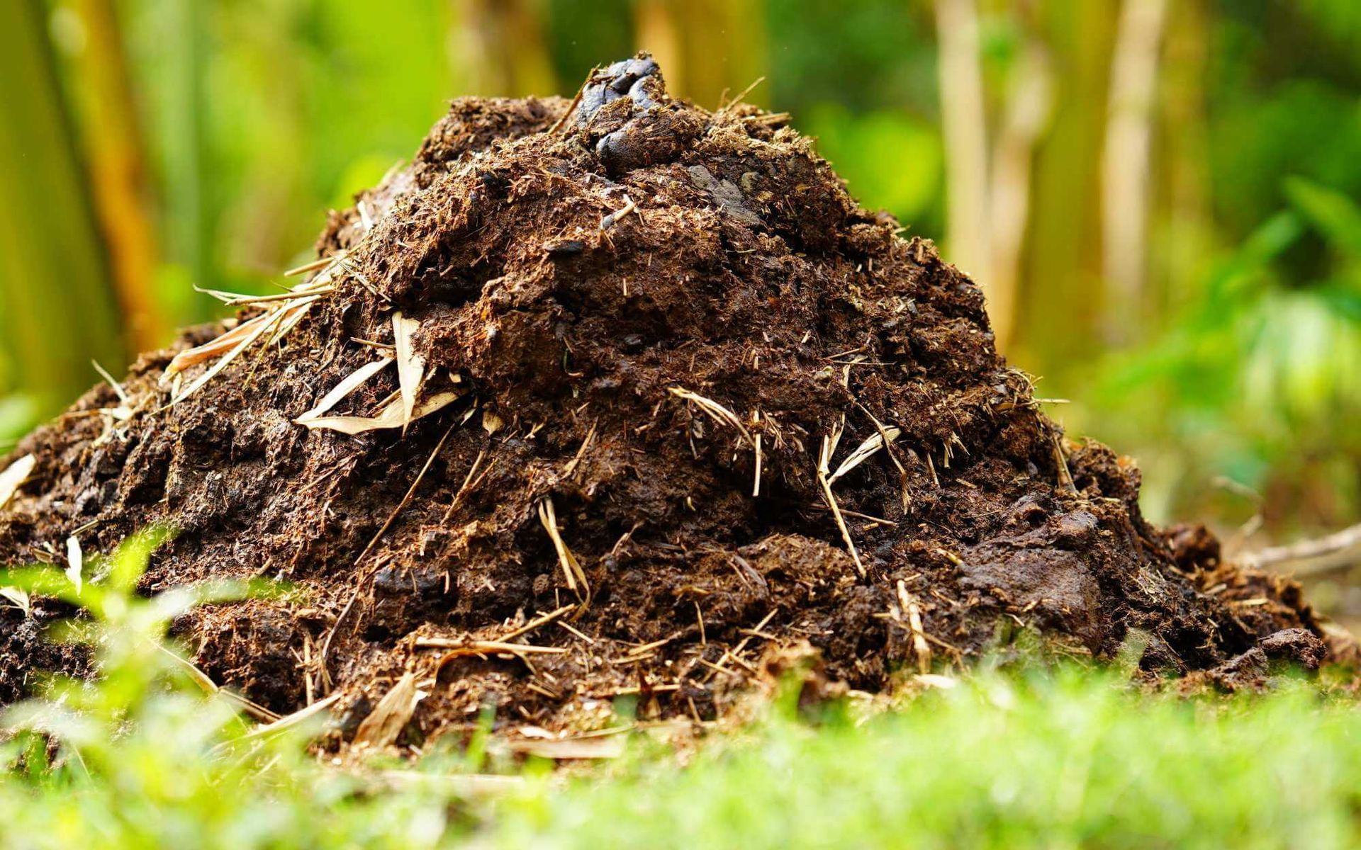 cow dung for summer fertilization