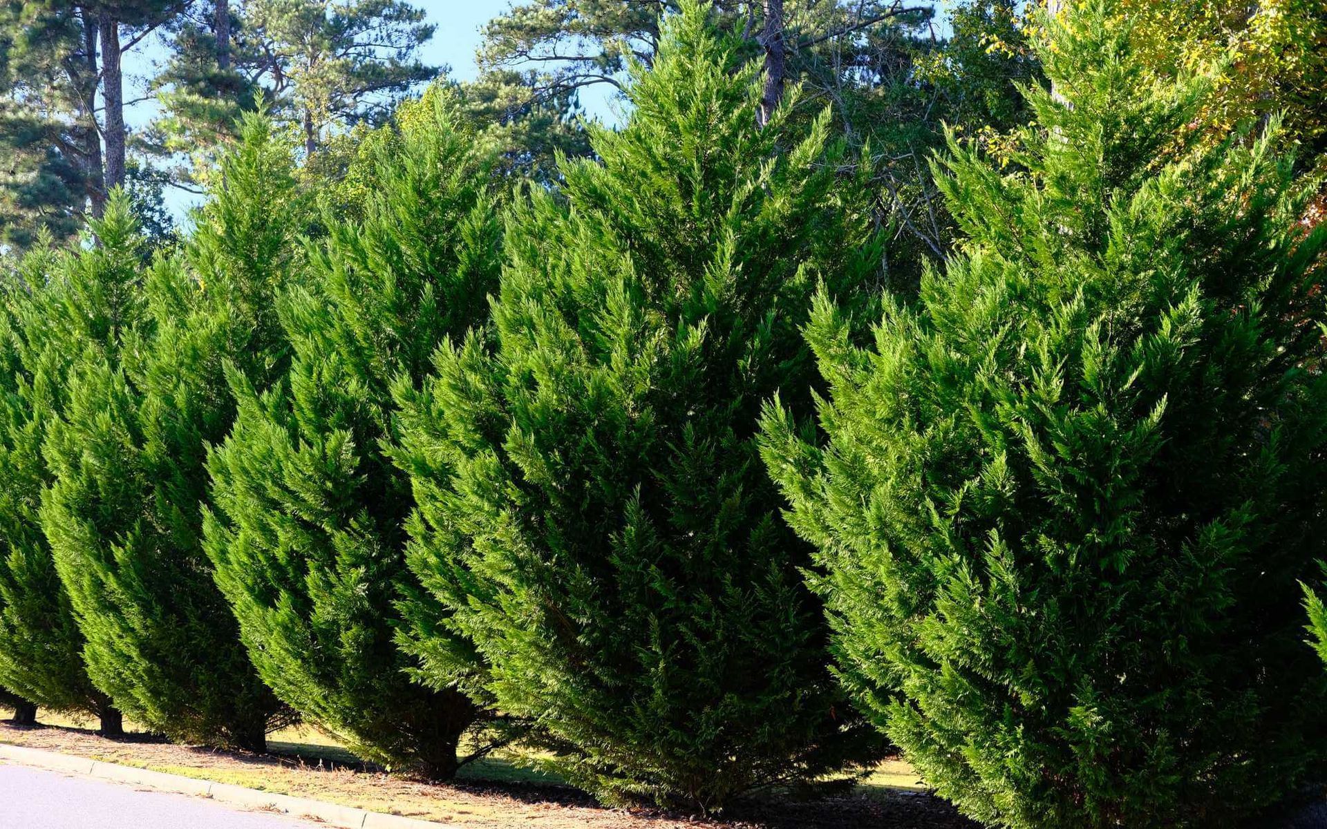 plant growth regulators are applied to these cypress trees to manage their health and growth