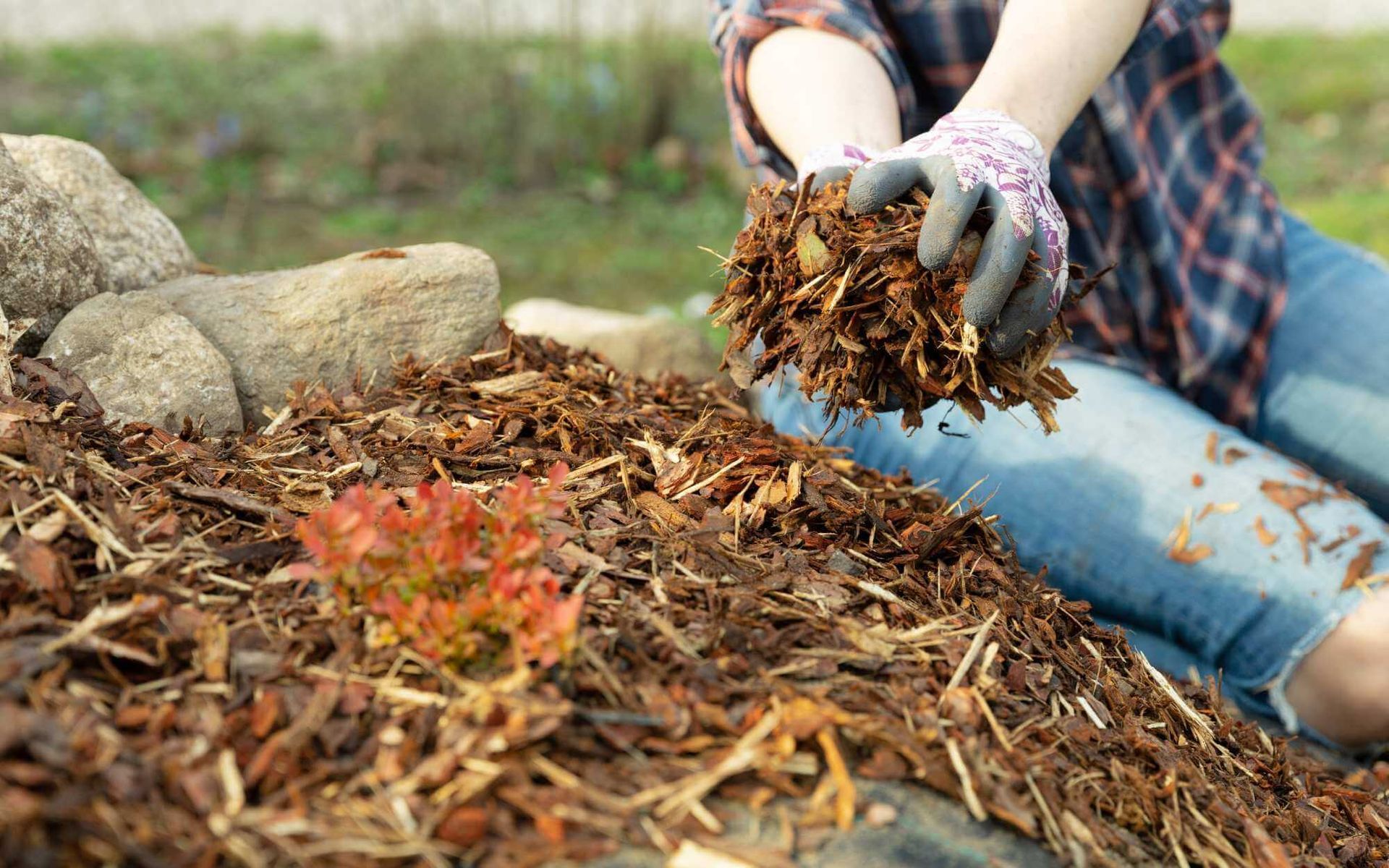 Exploring Types of Mulch and Their Impact on Tree Health