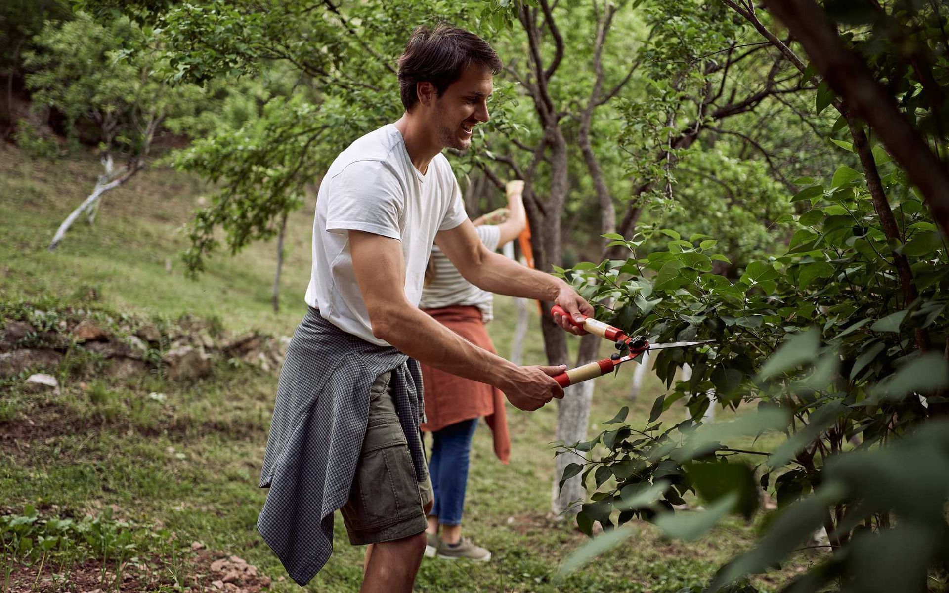 gardeners pruning backyard fruit trees