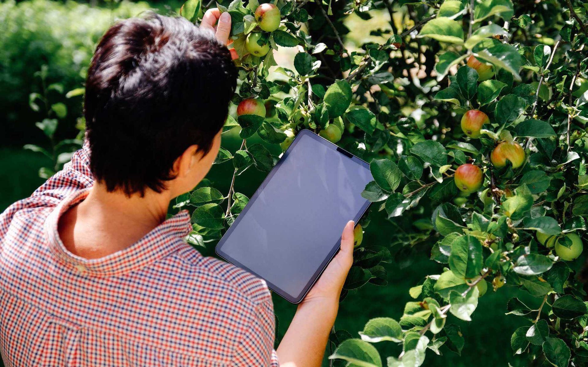 routine health checks done by a homeowner in their orchard