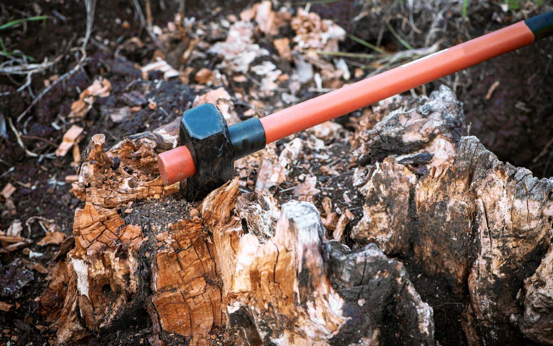 The Great Stump Battle: DIY vs. Professional Stump Grinding