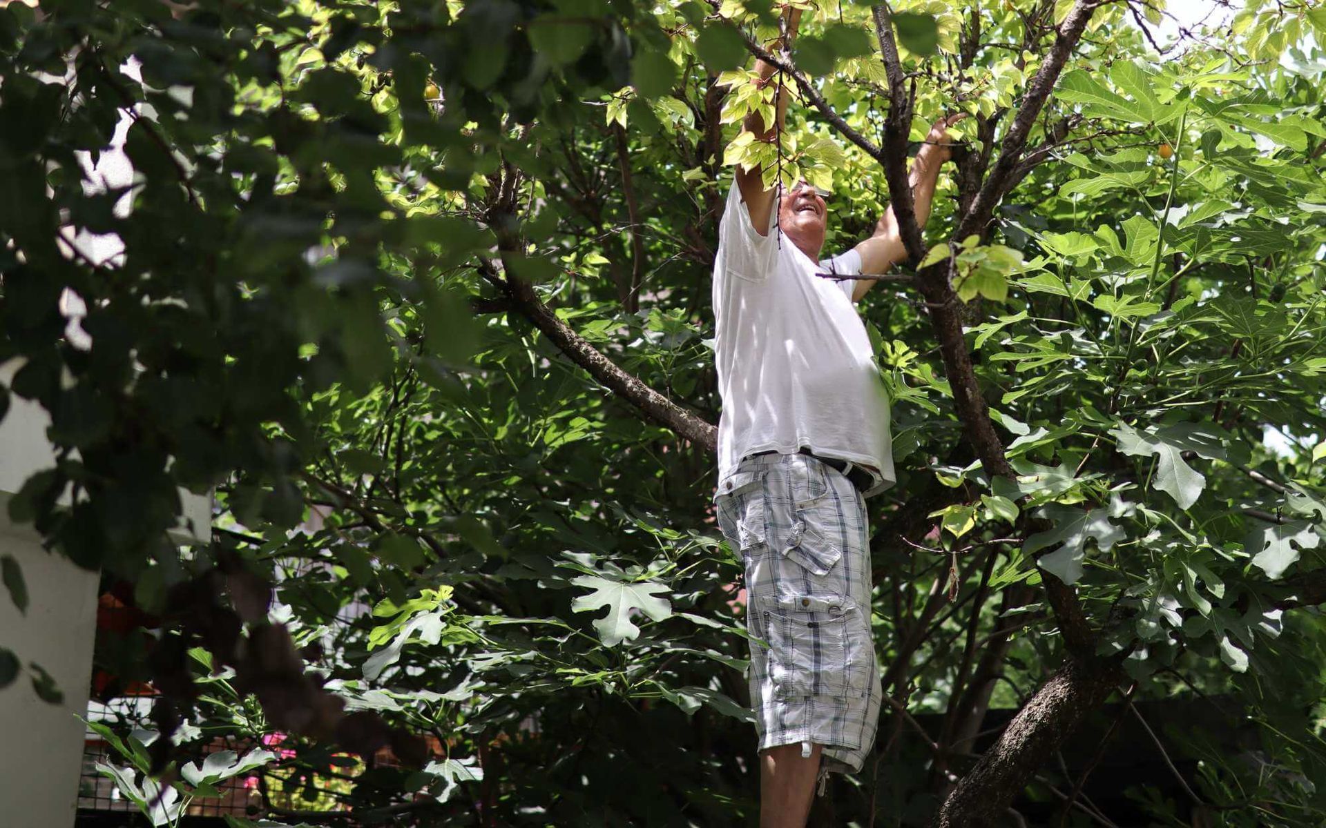 a homeowner in Boca Raton checking the health of their garden tree