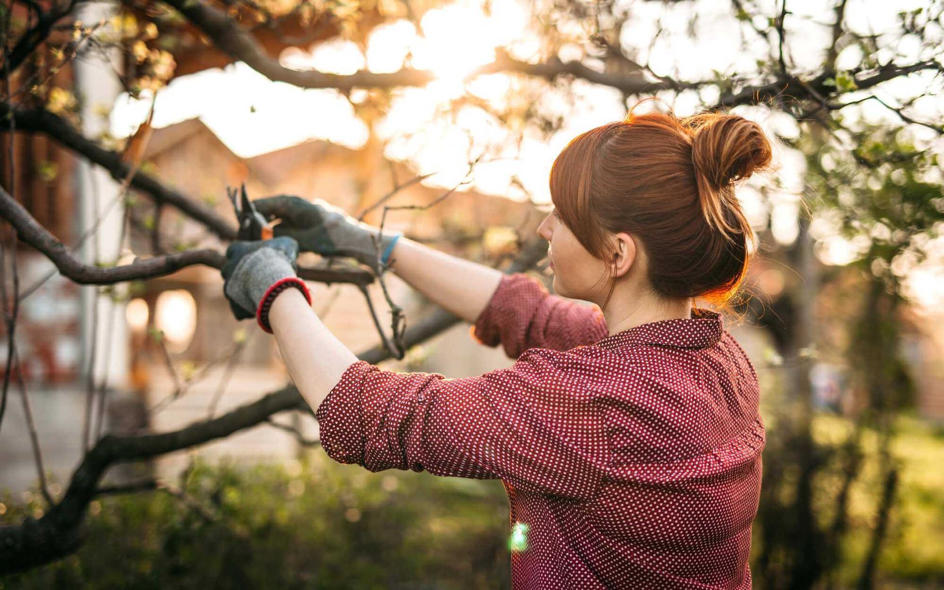 a Boca Raton homeowner pruning their apple tree