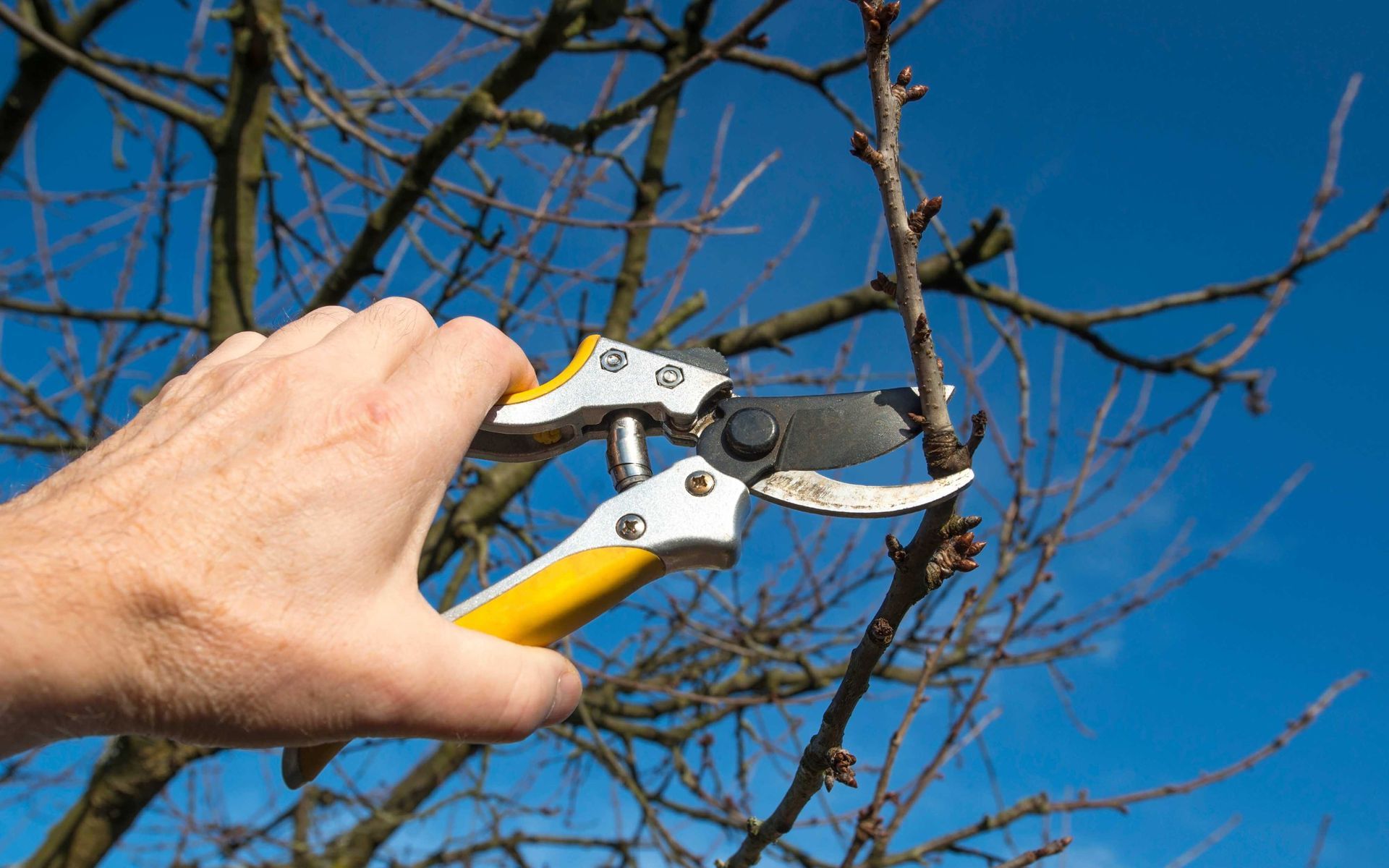 regular tree pruning to avoid pest infestation