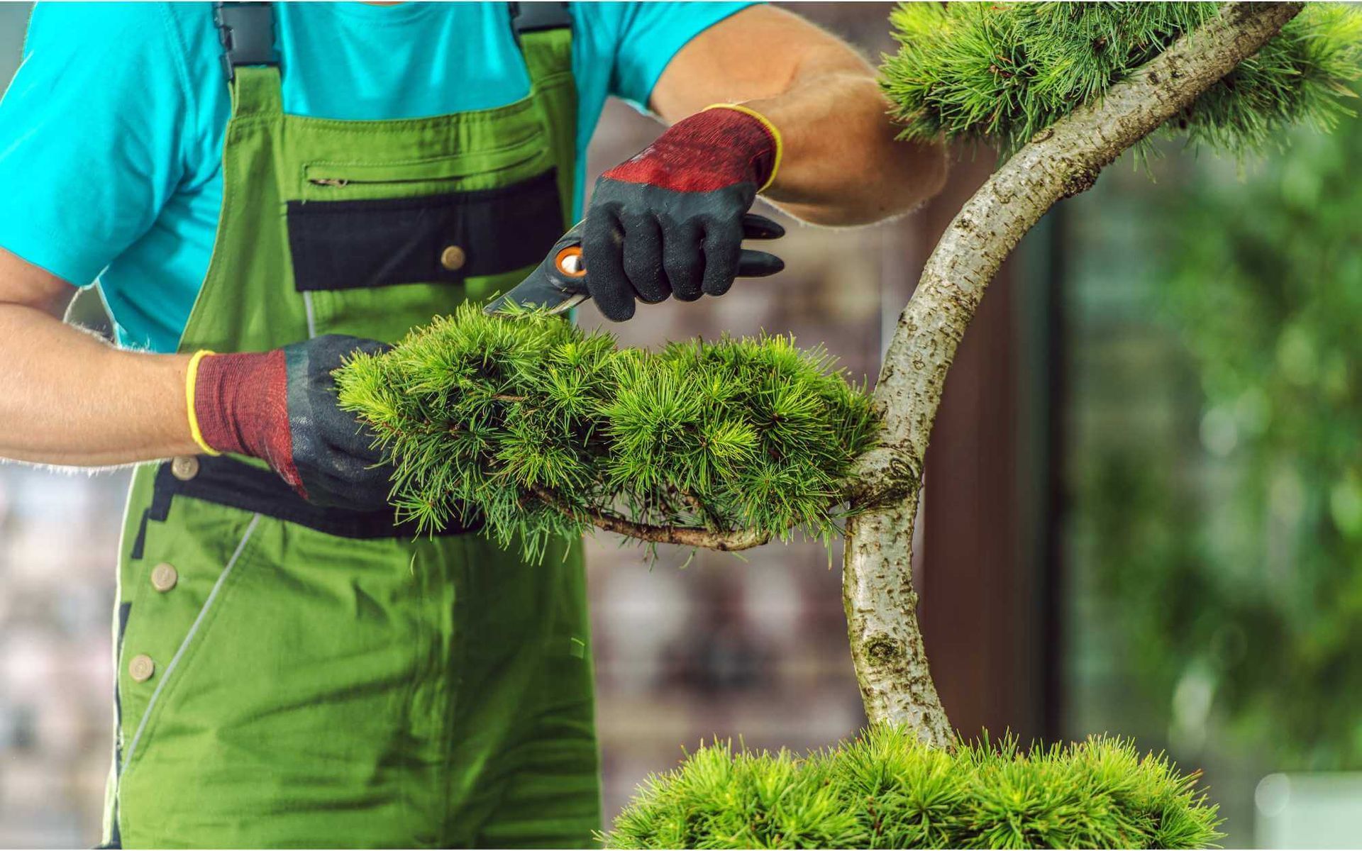 this decorative evergreen tree is being pruned to serve its purpose