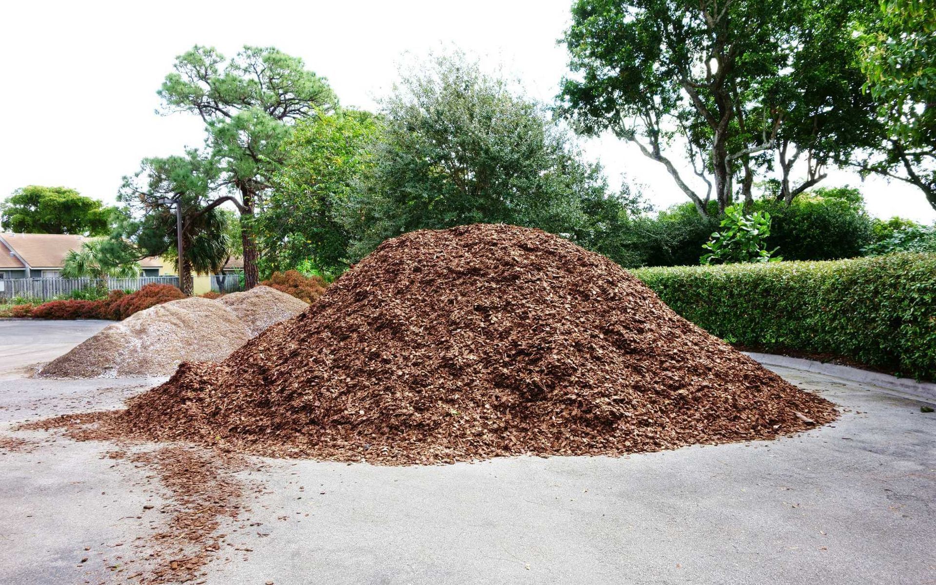 Exploring Types of Mulch and Their Impact on Tree Health