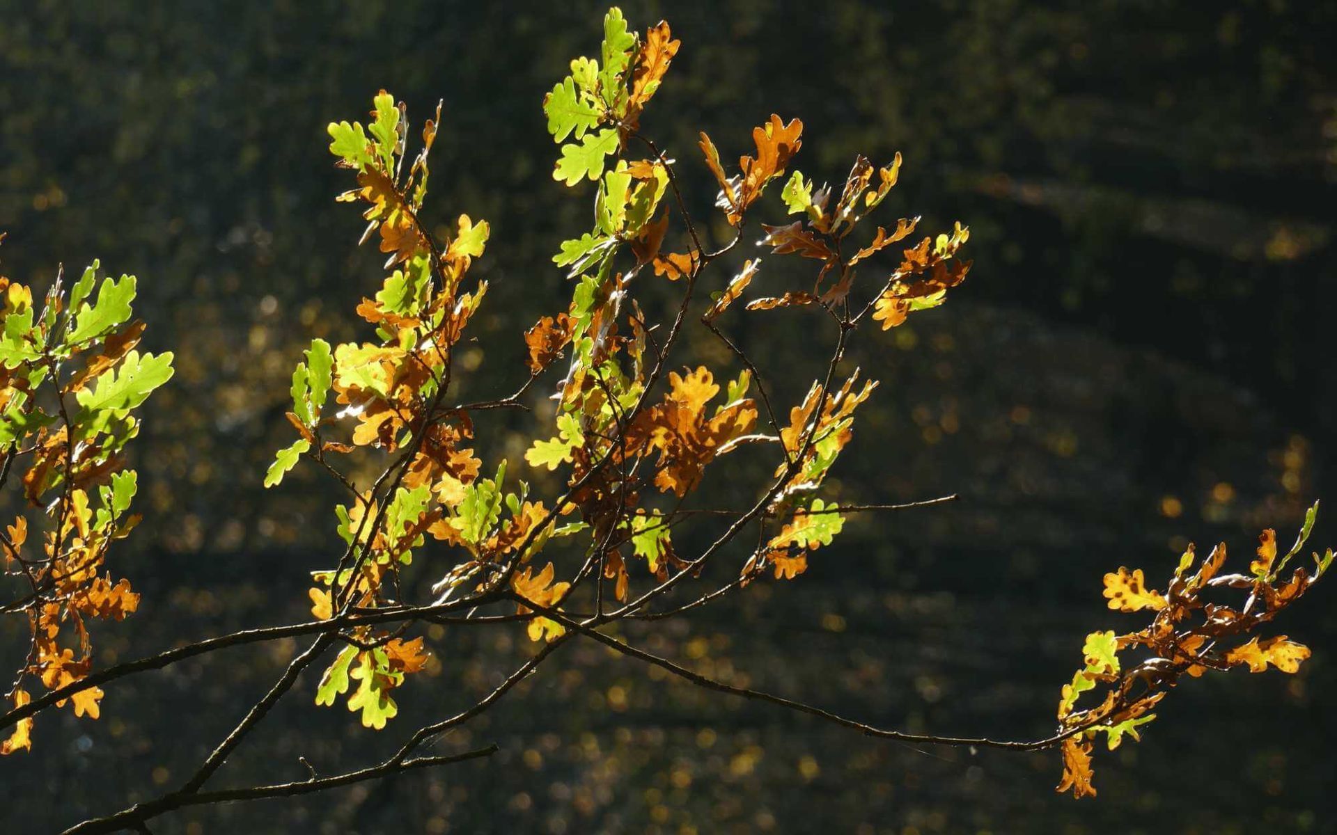 discolored oak leaves indicating the tree is sick