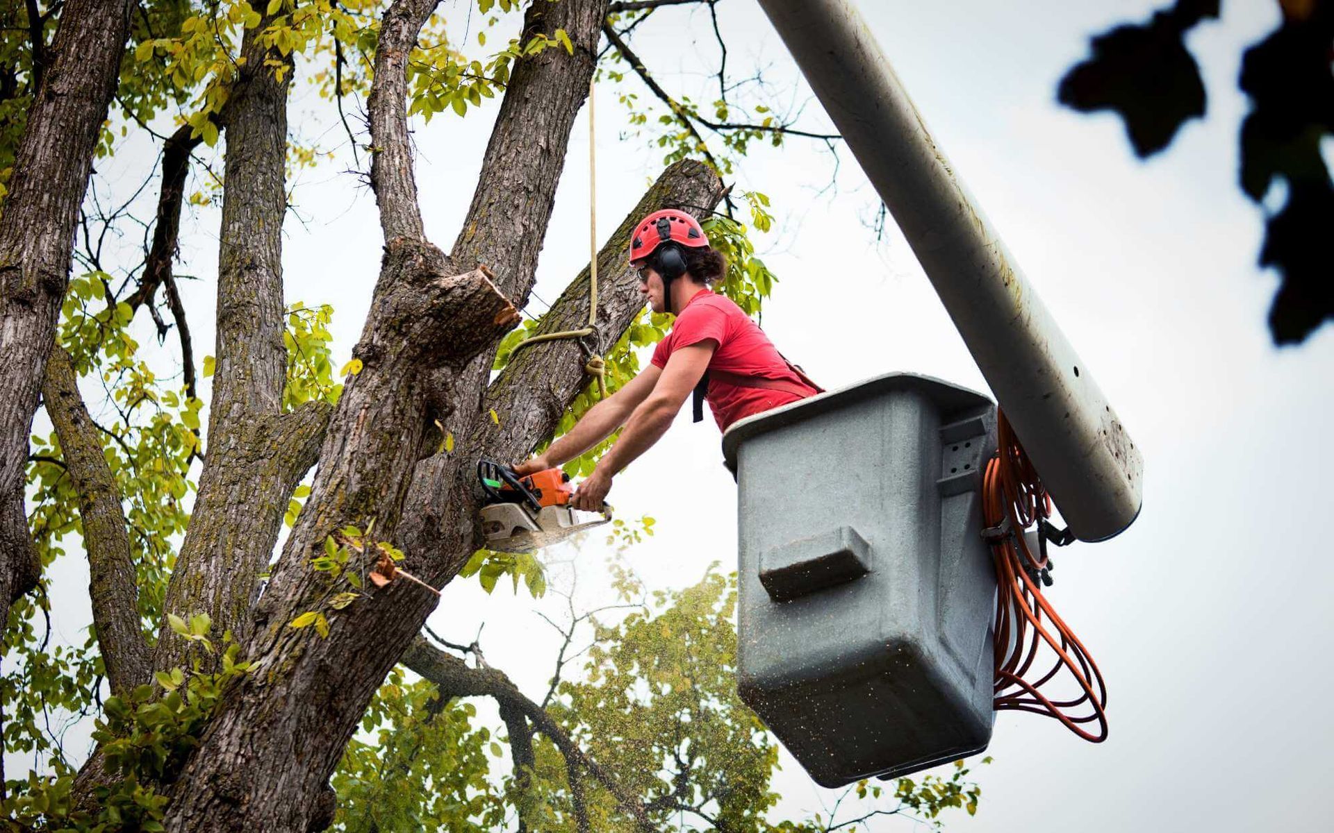 Integrated Pest and Disease Management for Trees