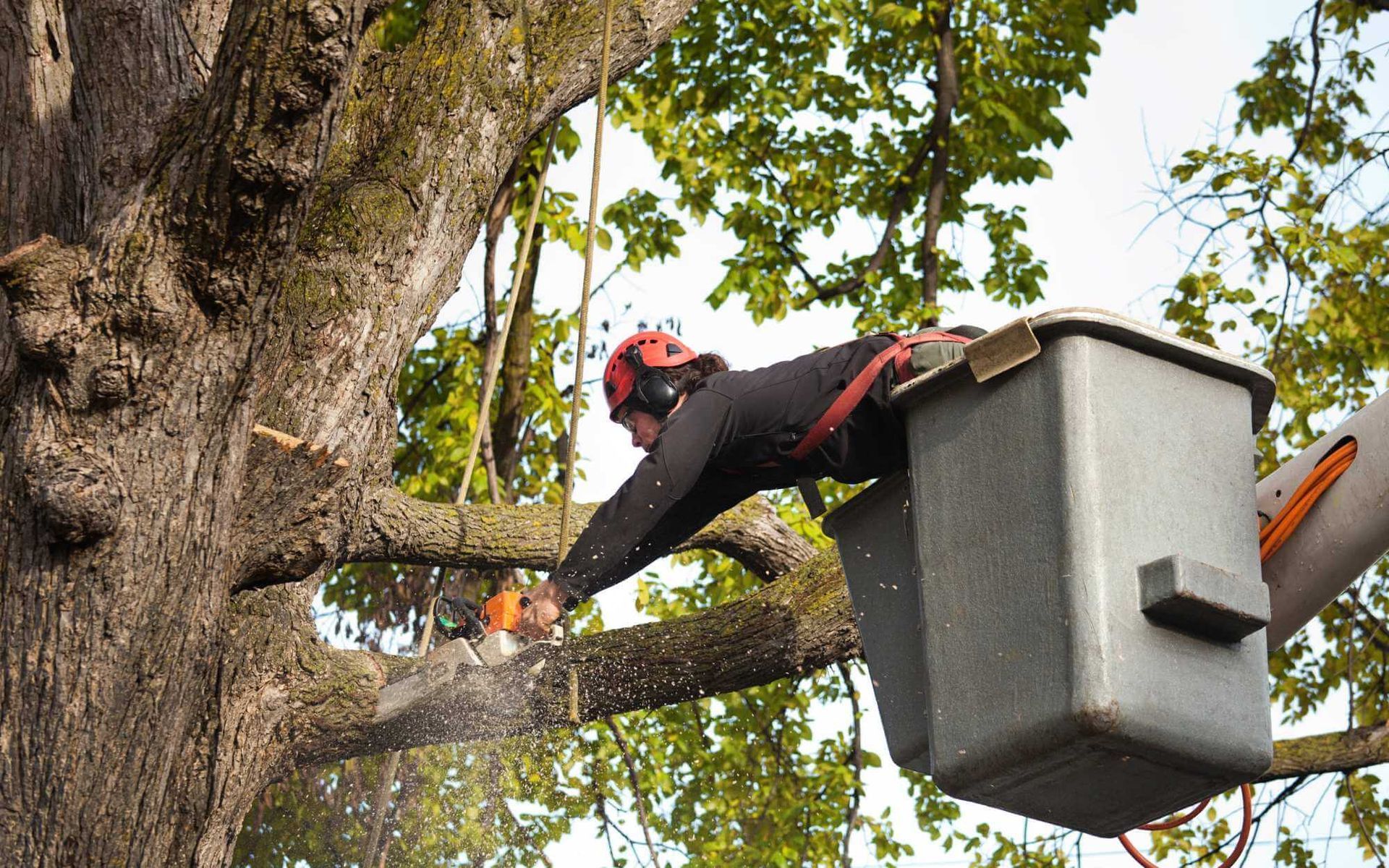 tree removal in South Florida by a certified arborist