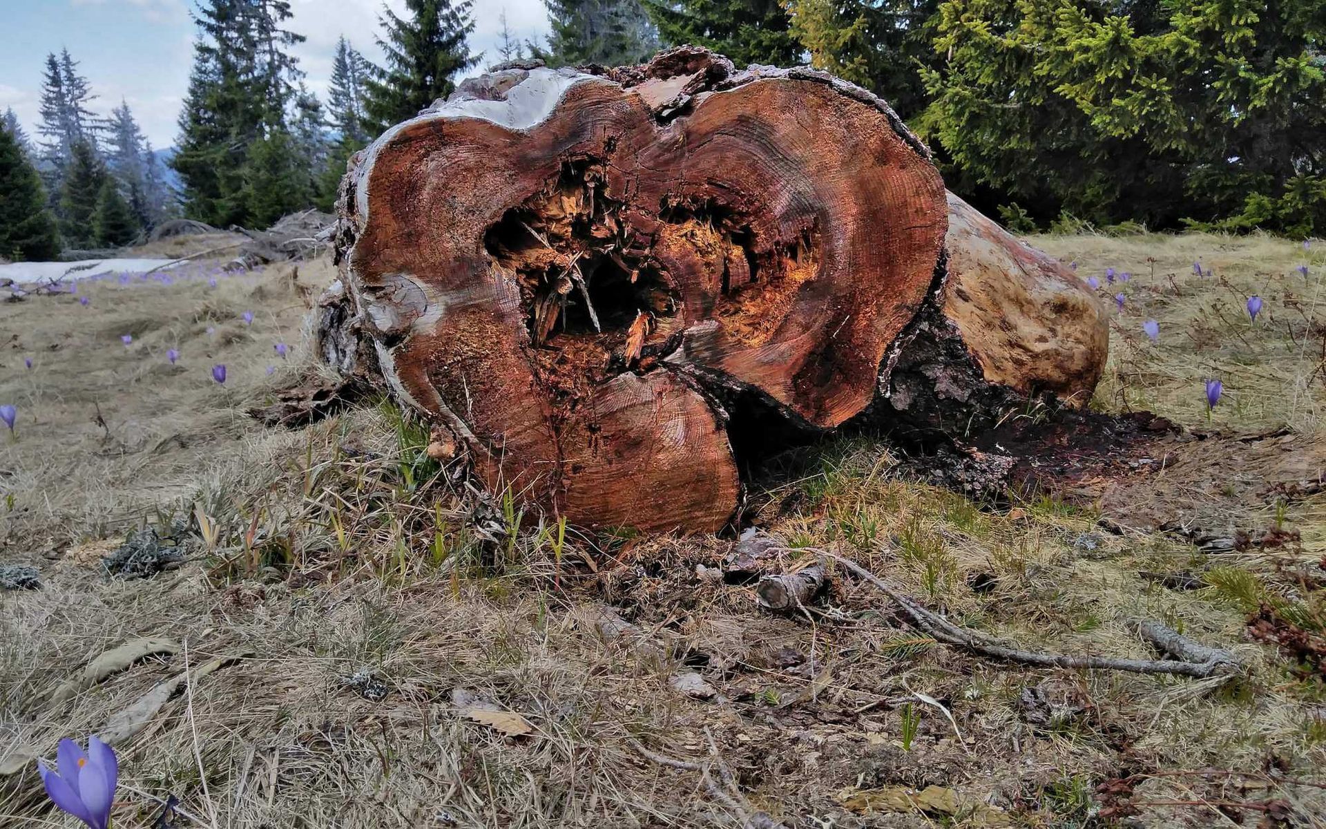 large stumps removed from the site before commencing with the construction process