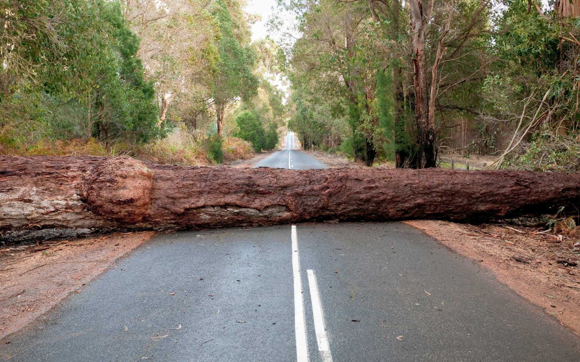 Dealing with Fallen Trees: Quick and Safe Immediate Removal