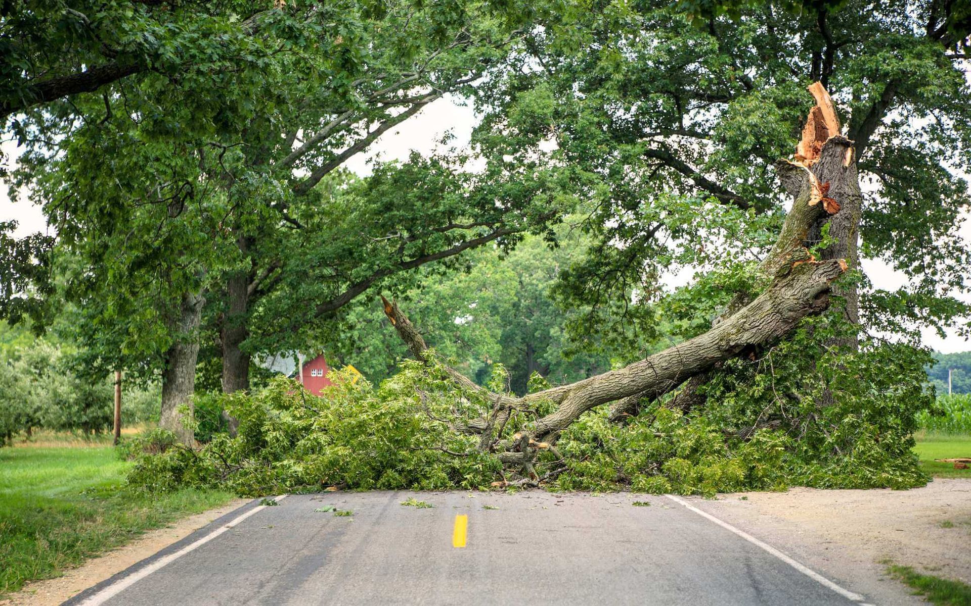 this road blockage of a tree fell due to strong winds