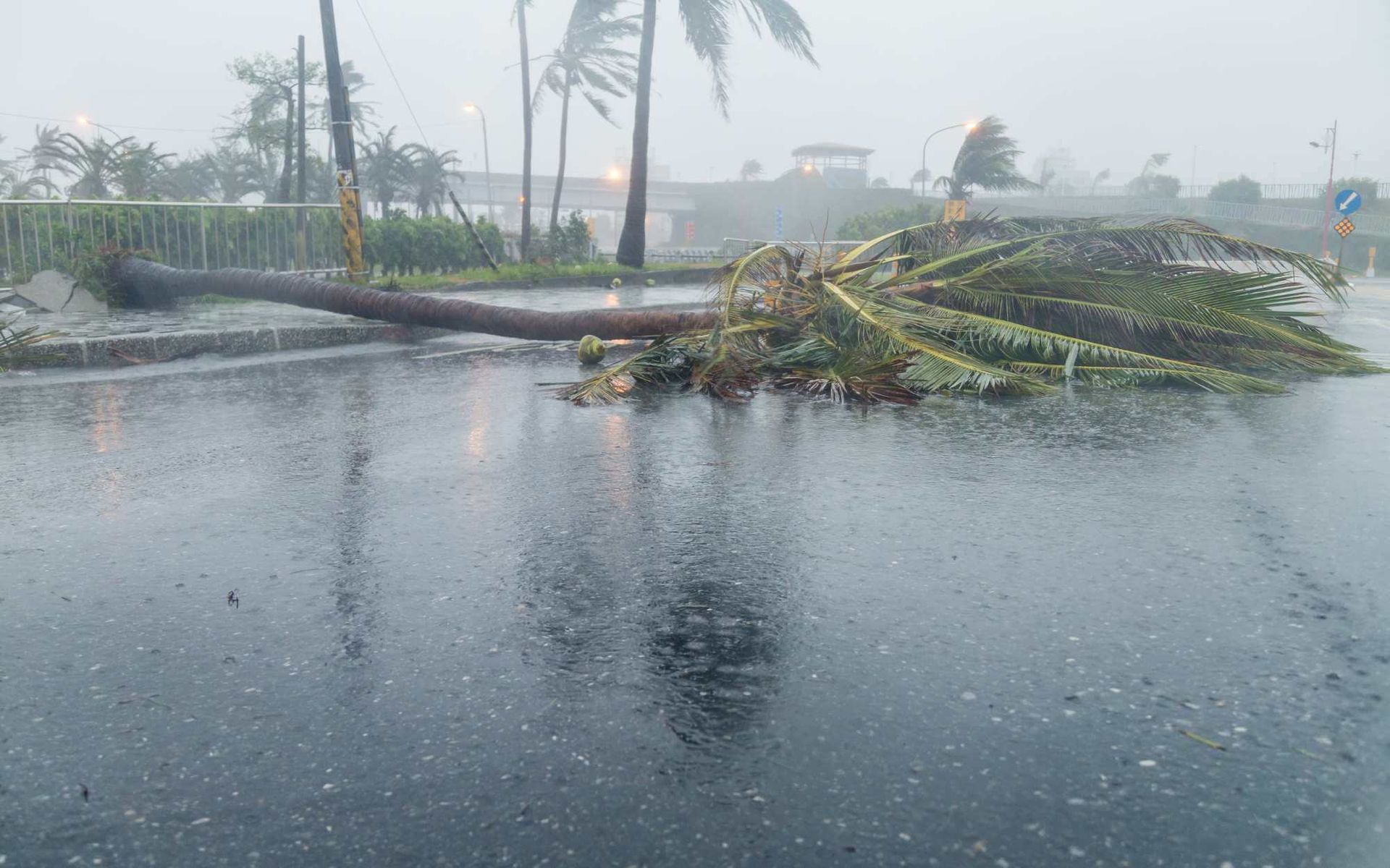 Clearing the Path: Emergency Tree Removal for Blocked Roads