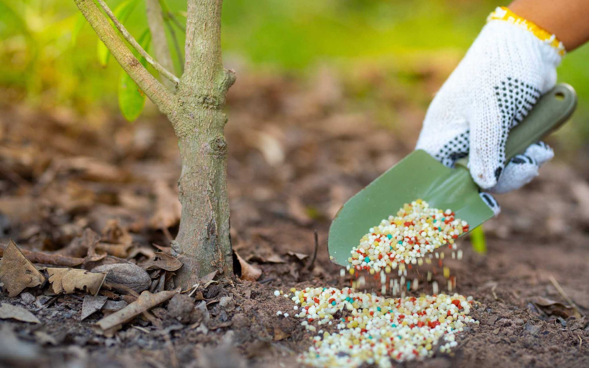 Feeding Your Trees: Effective Tree Fertilization Techniques