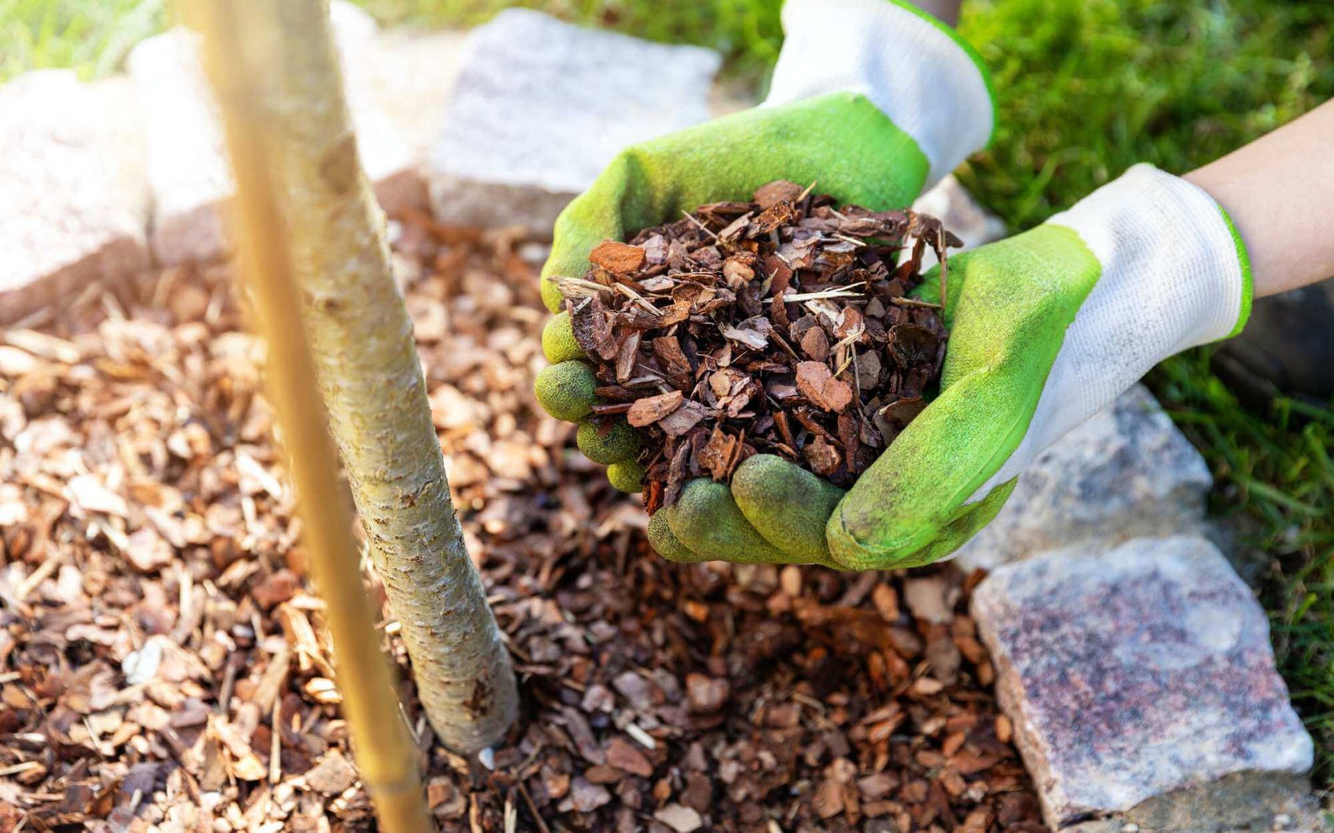 Mulching 101: A Primer to Properly Mulch Around Young Trees