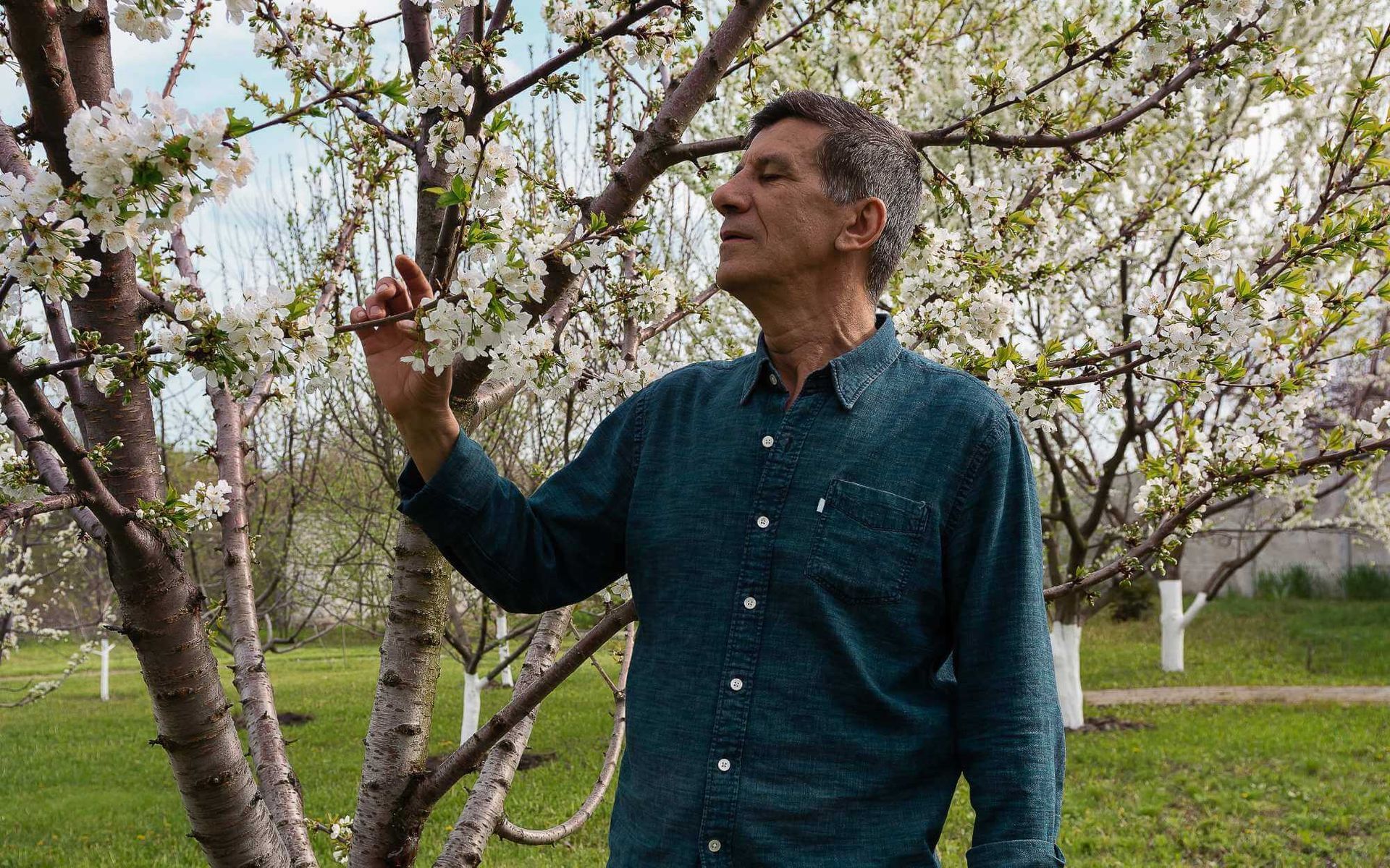 a gardener conducting a visual inspection of a flowering tree