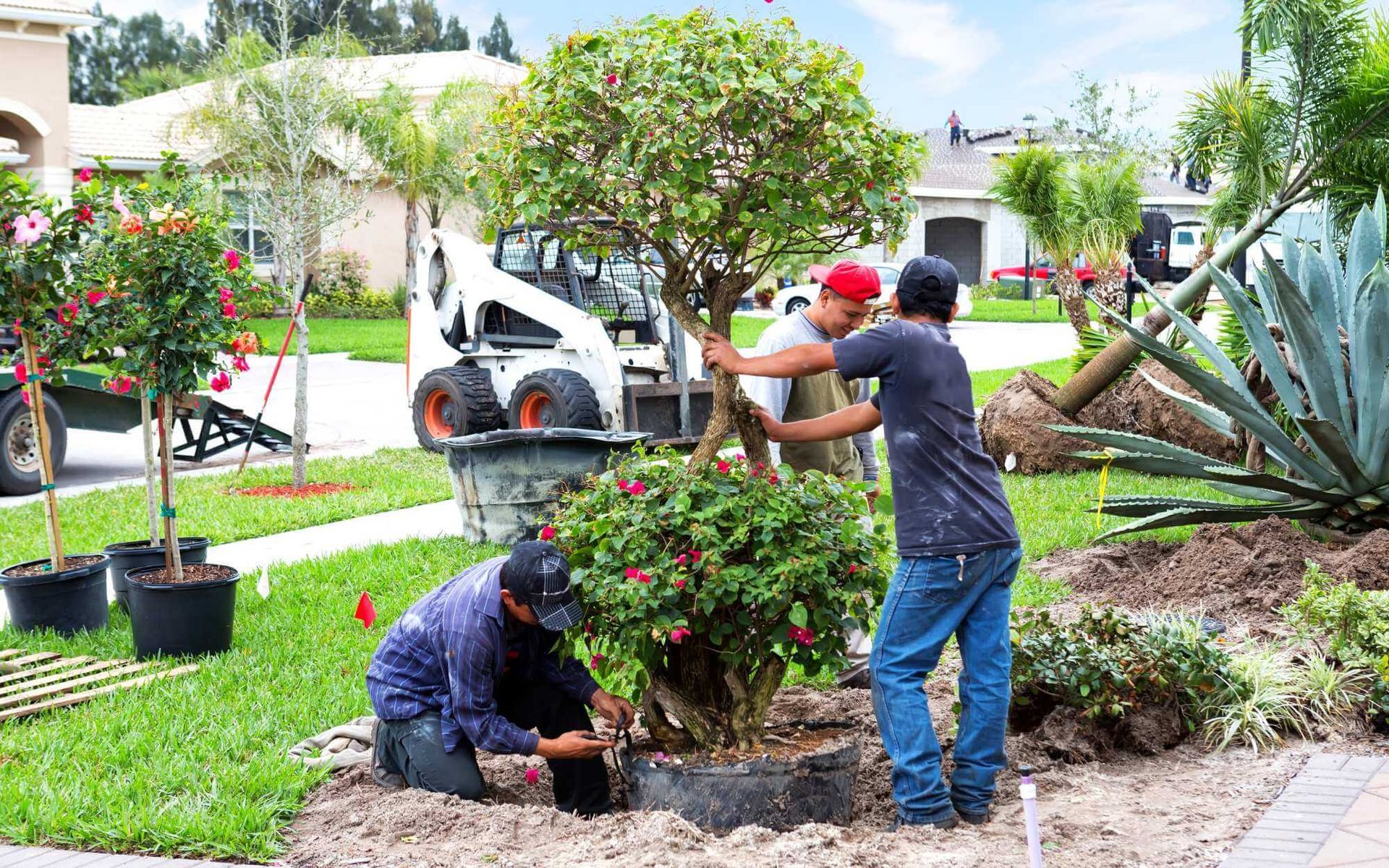 Tree Planting Guidelines For Improved Property Value