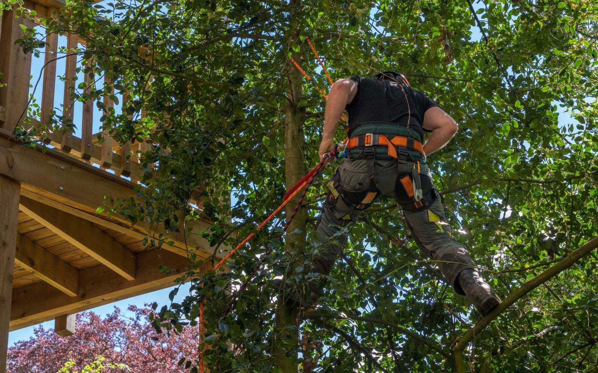 harness is used to access and inspect higher areas of this tall tree