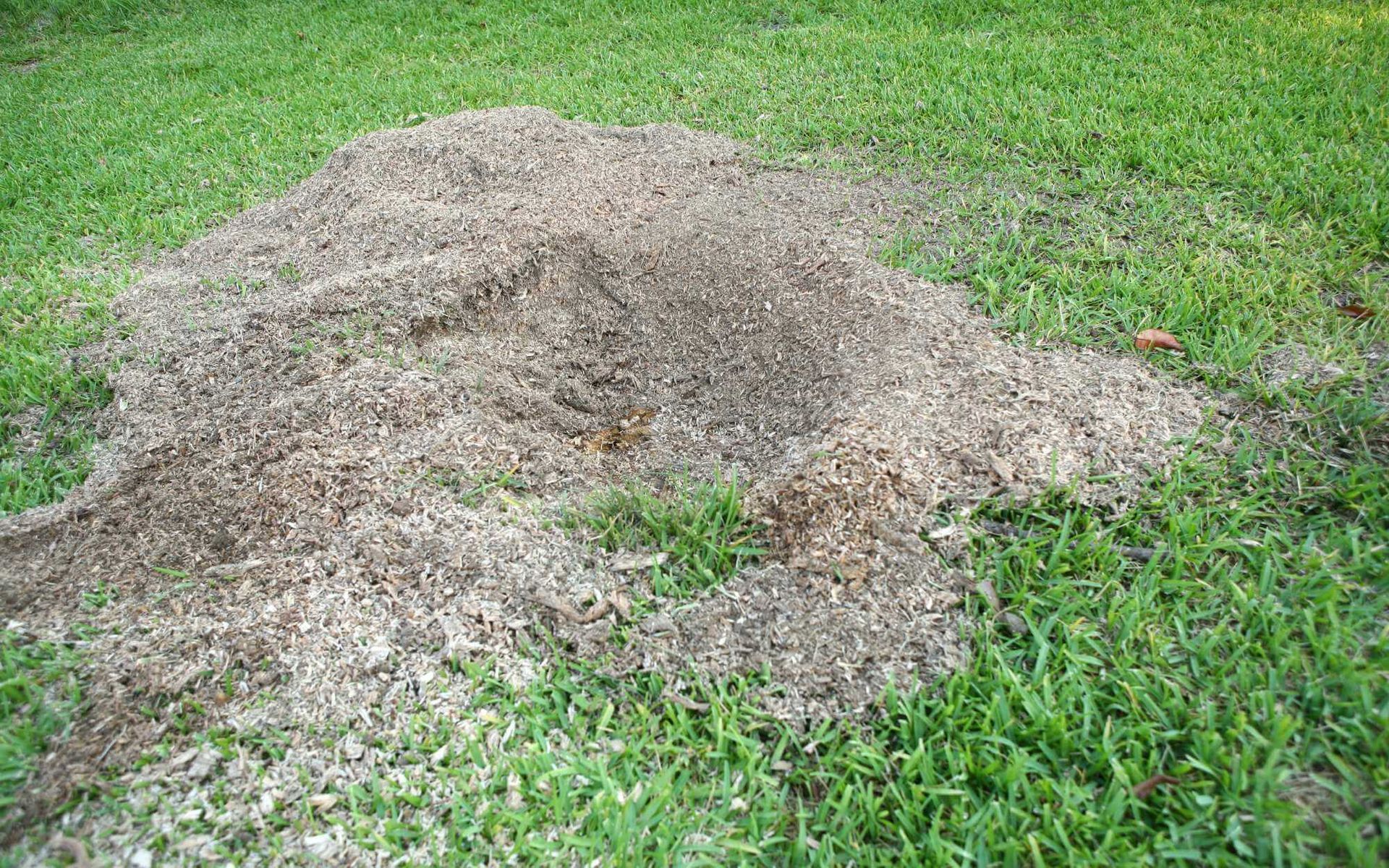 A Fresh Start: Stump Removal for Landscape Renovation