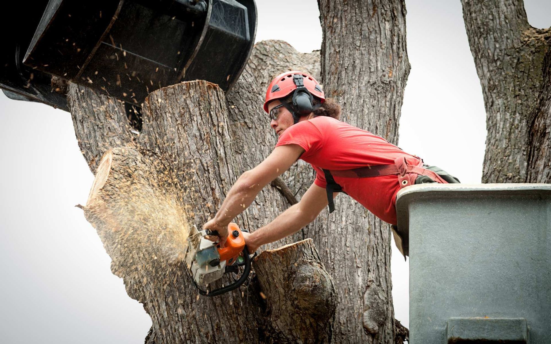 local arborist removing a hazardous tree