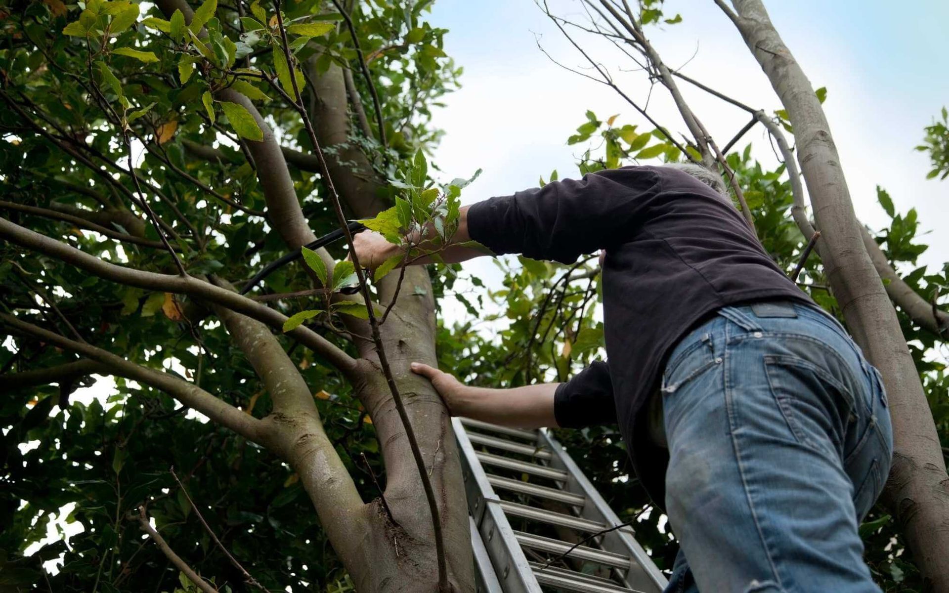 a homeowner using an extension ladder to reach some branches of a fruit tree that need to be pruned