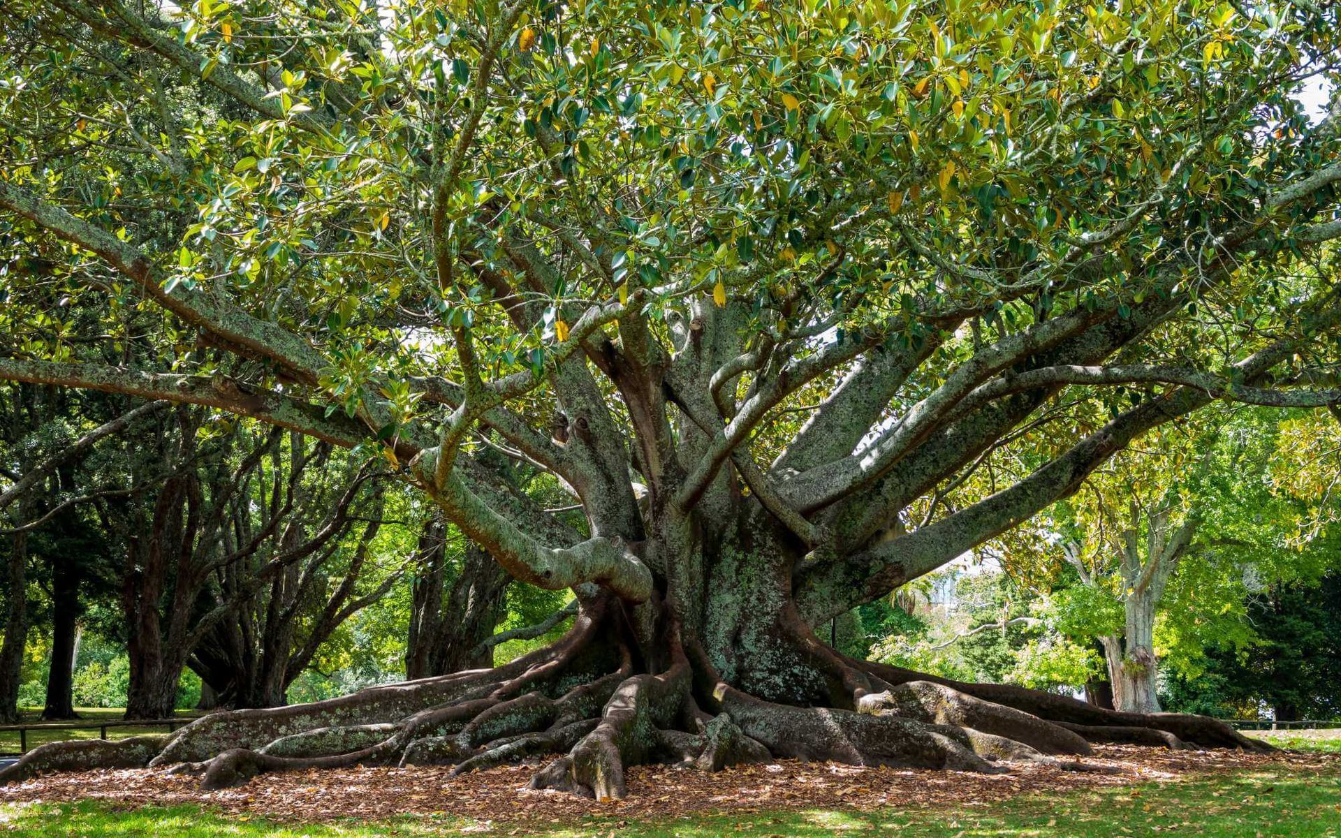 healthy trees with strong roots