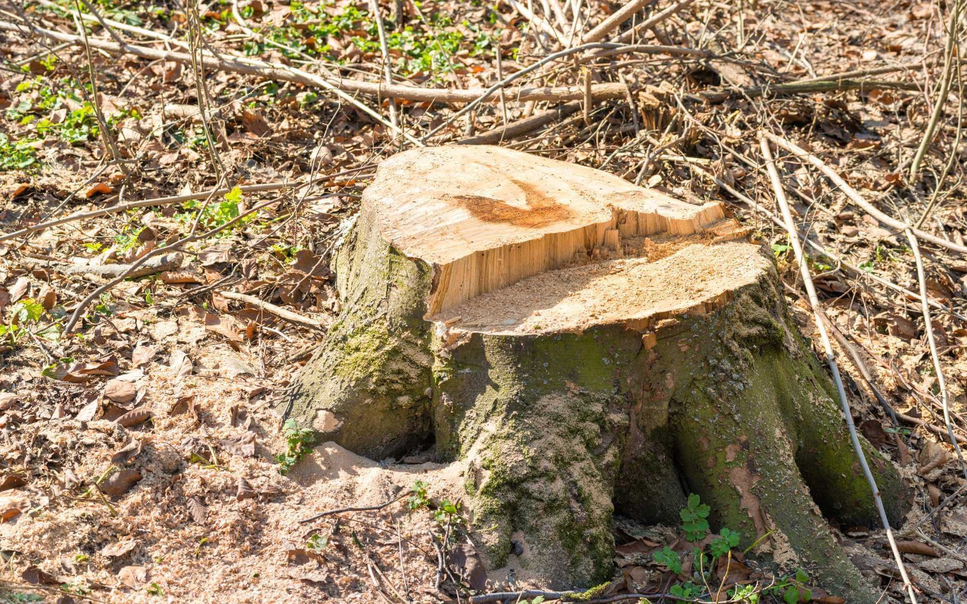 huge stump removal in Boca Raton, FL