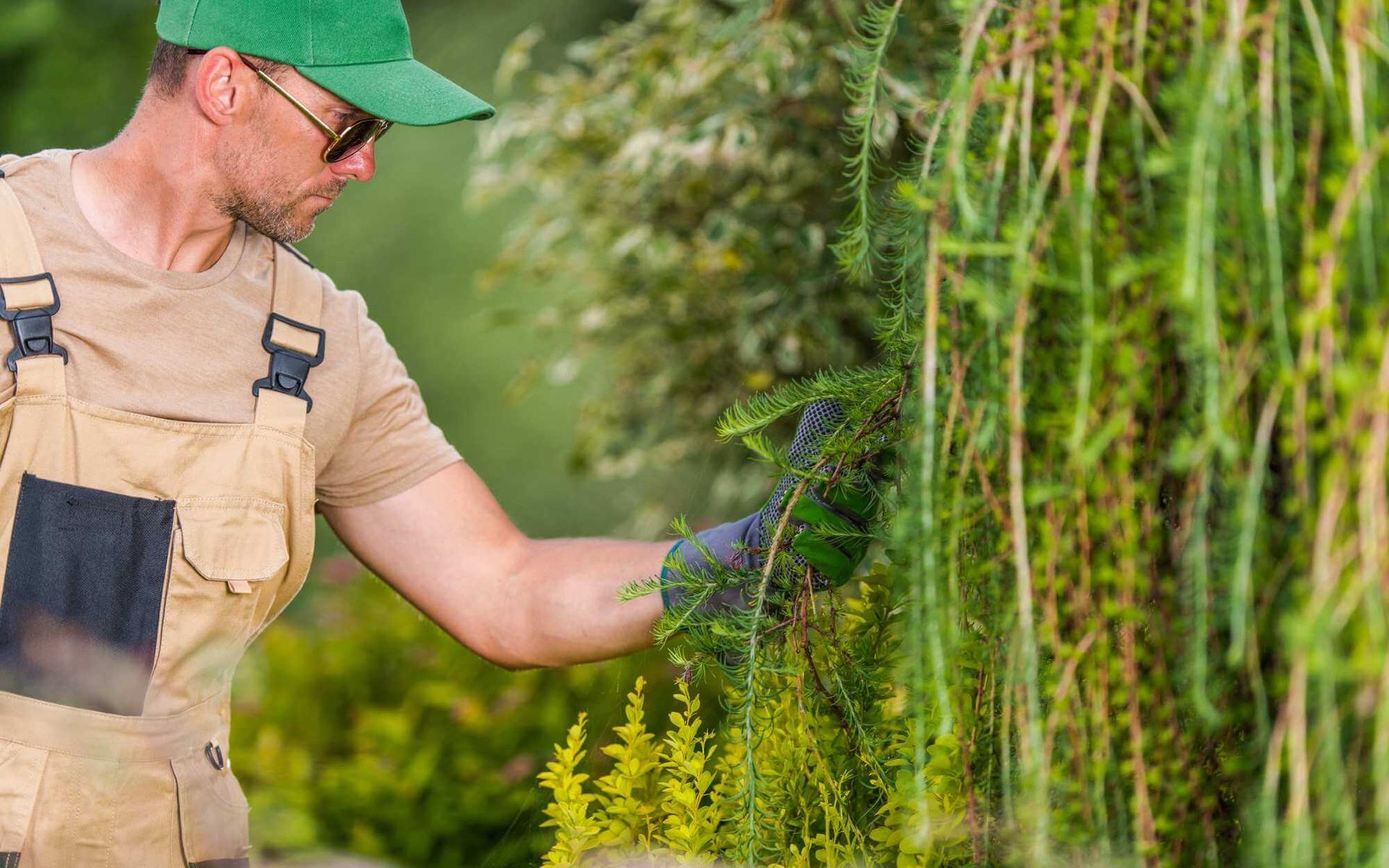 tree disease prevention and treatment