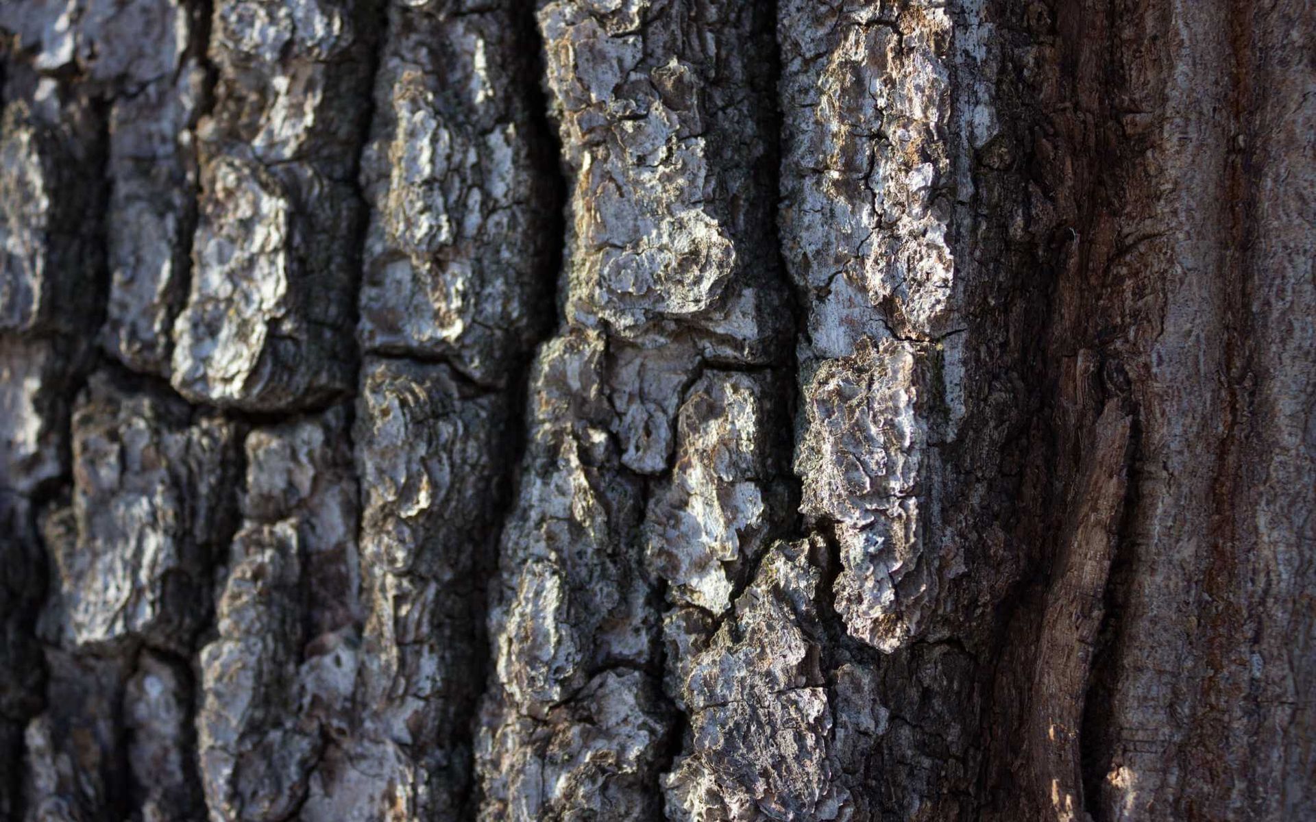 pale bark due to old age