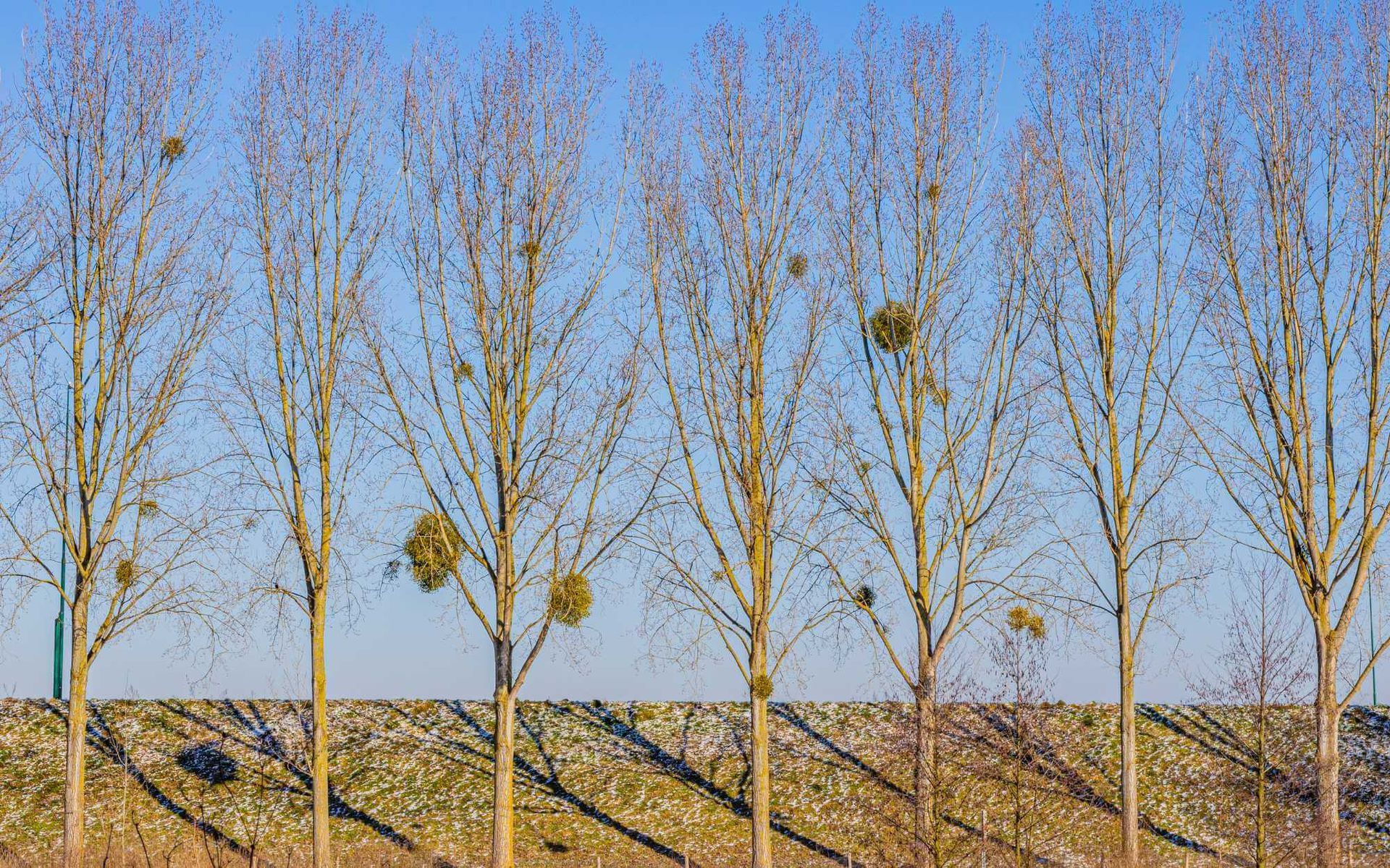 a set of trees in line with sparse foliage